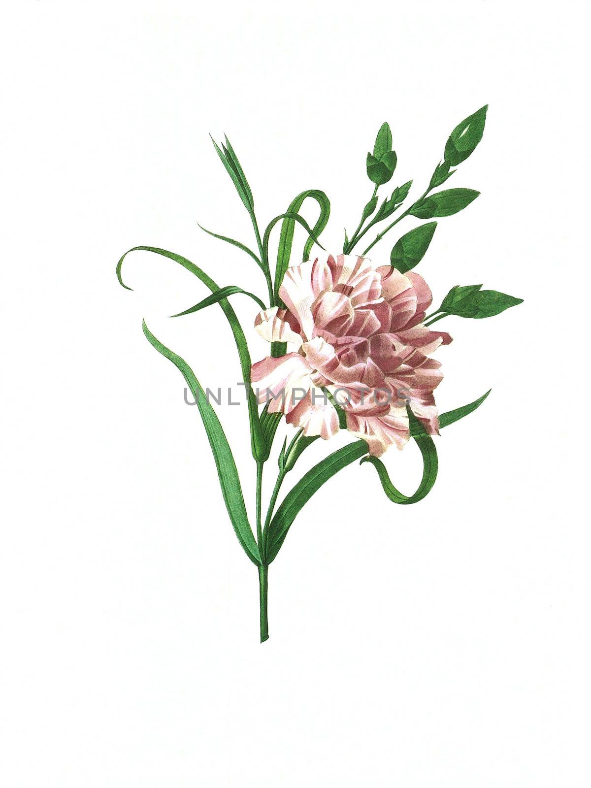 flower antique illustration eillet panache by matteobragaglio