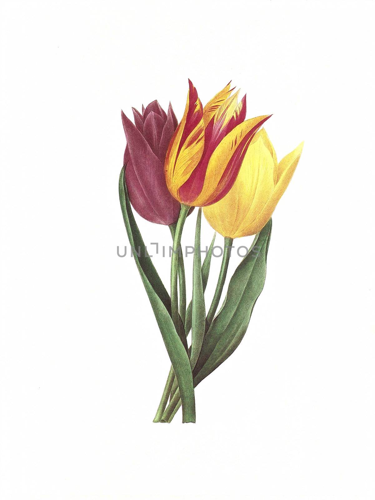 Antique illustration of a tulipe engraved by Pierre-Joseph Redoute (1759 - 1840), nicknamed "The Raphael of flowers".