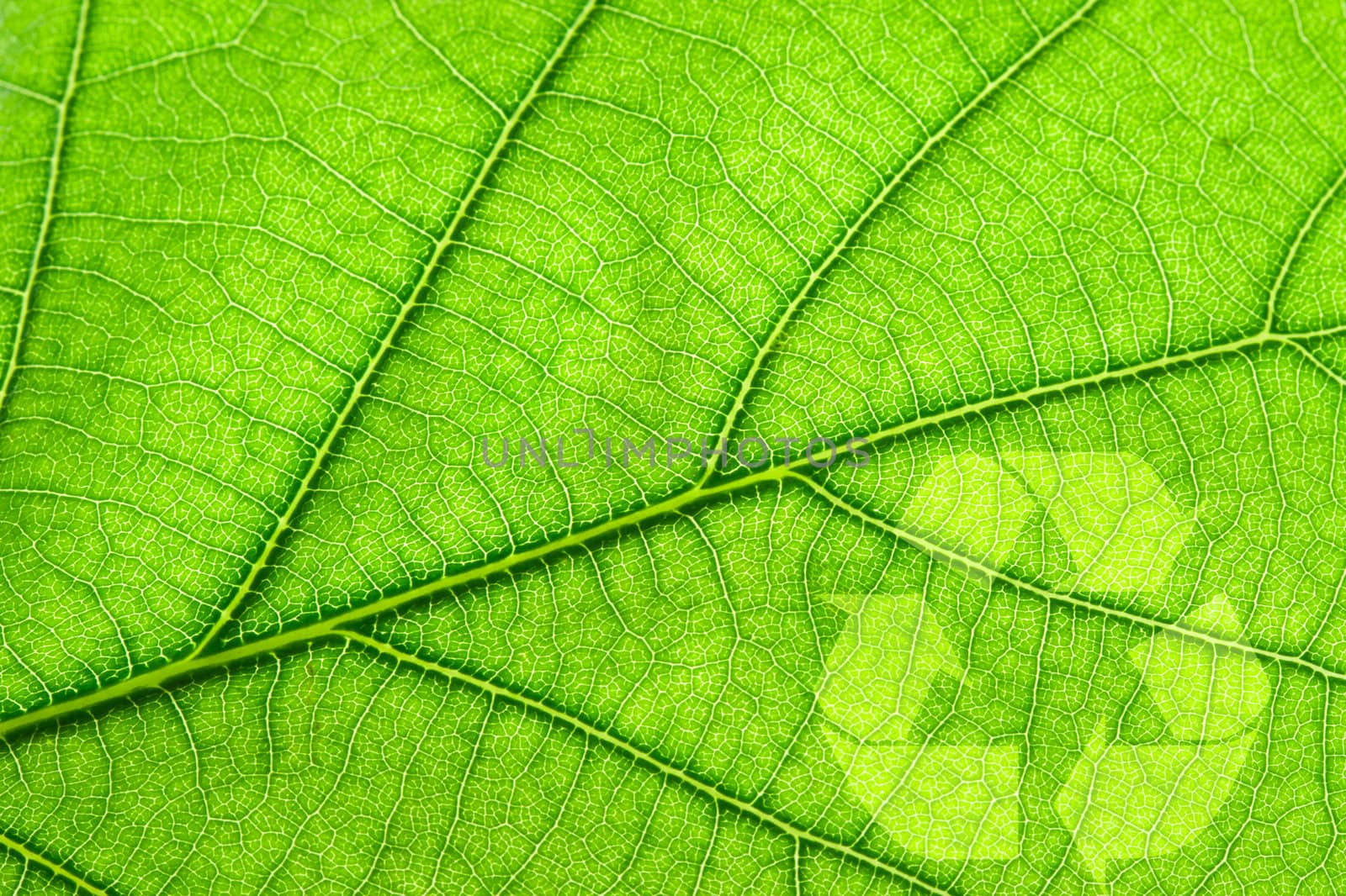 Recycling symbol on green leaf