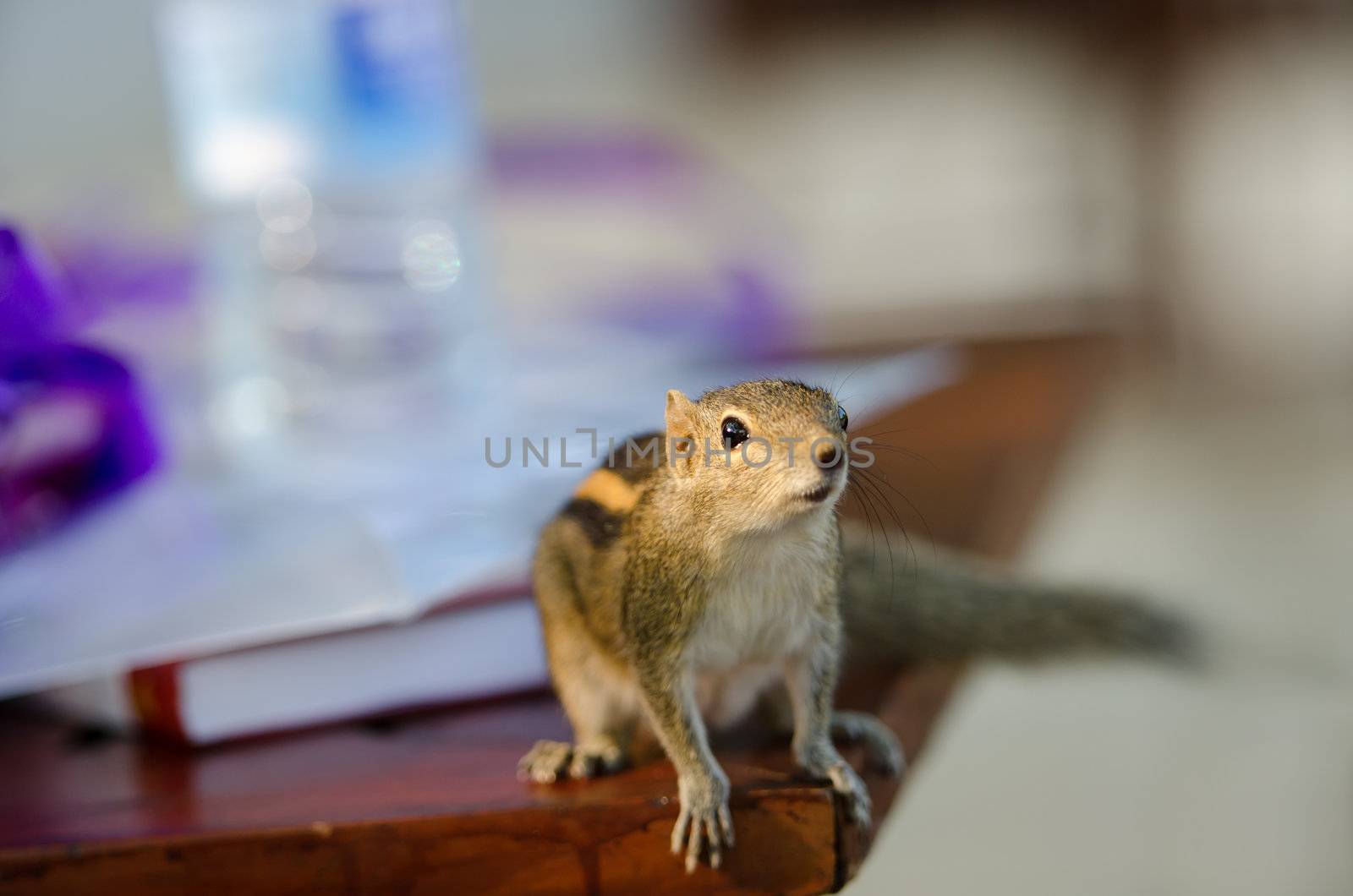 Curious downy chipmunk on table. Selective focus on the eye.