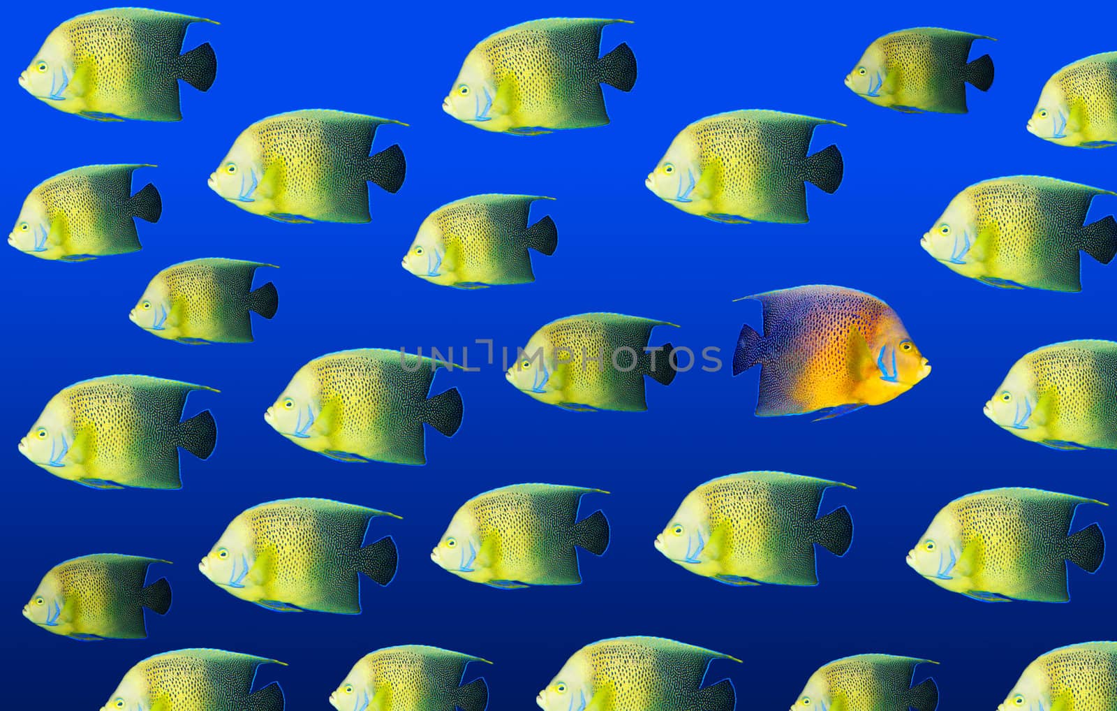 Going different way and standing out of crowd concept with angelfish