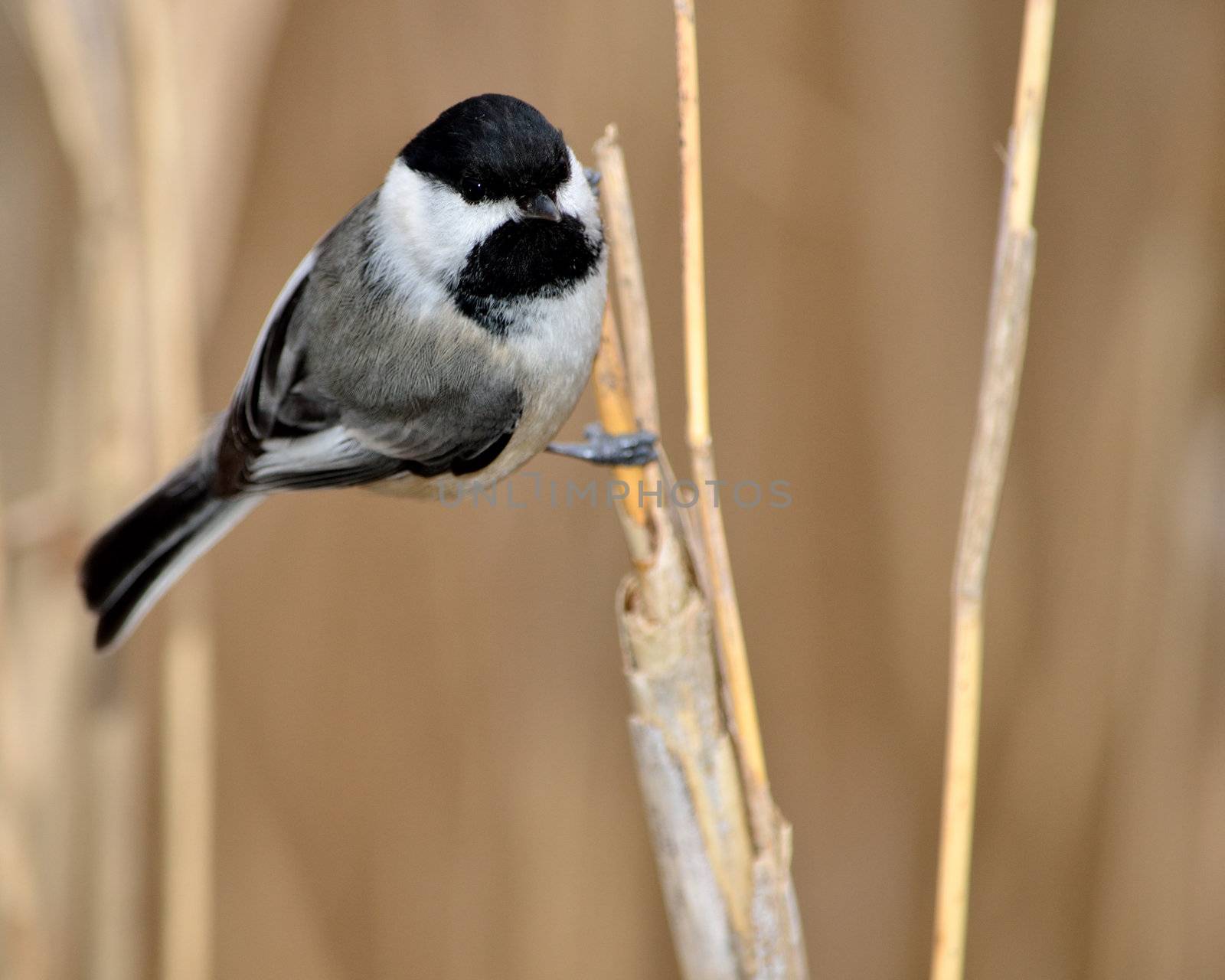 A black-capped chickadee perched on a tree branch.