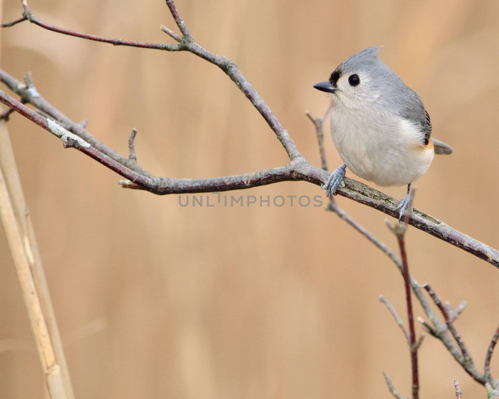 Tufted Titmouse by brm1949