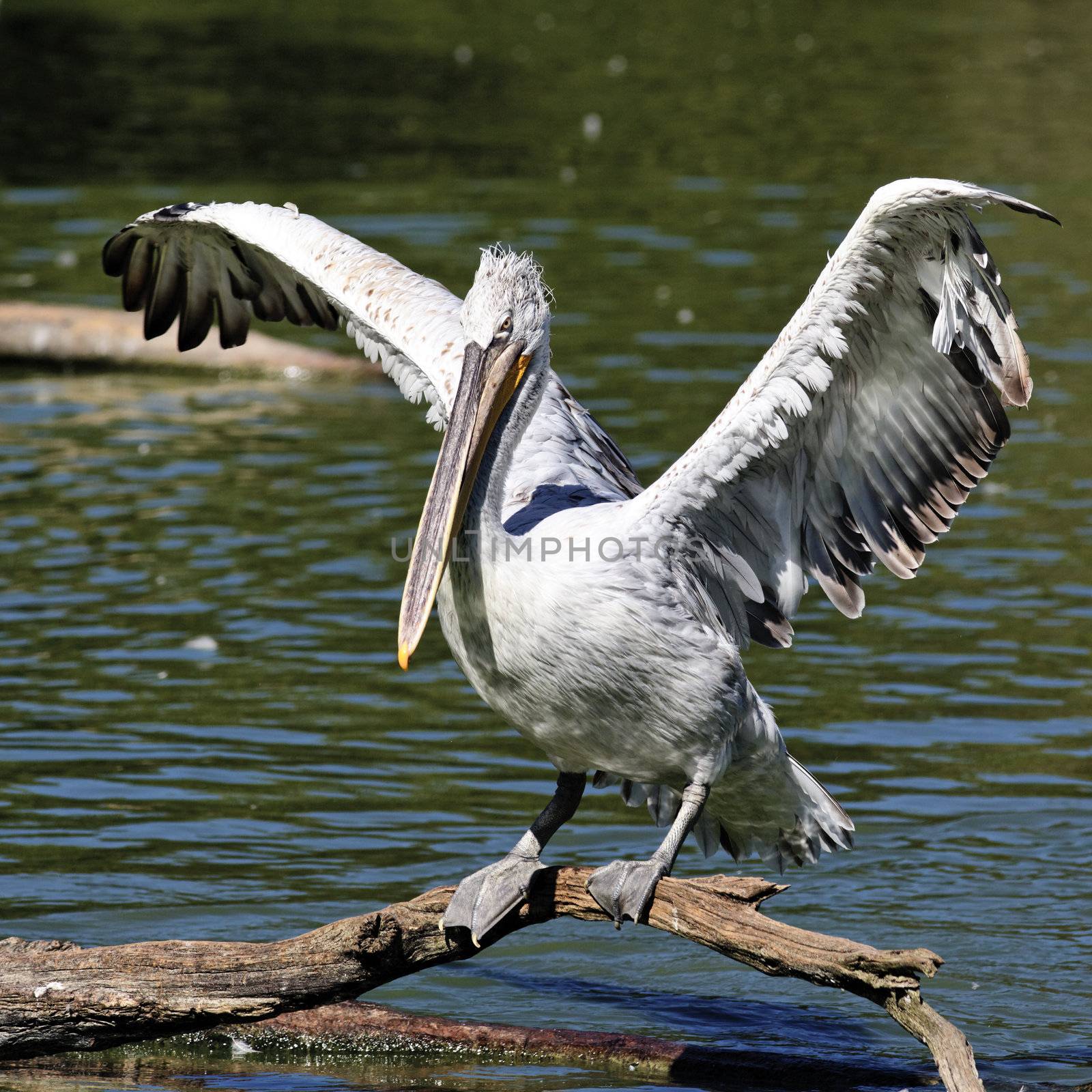 white pelican taking off in morning light