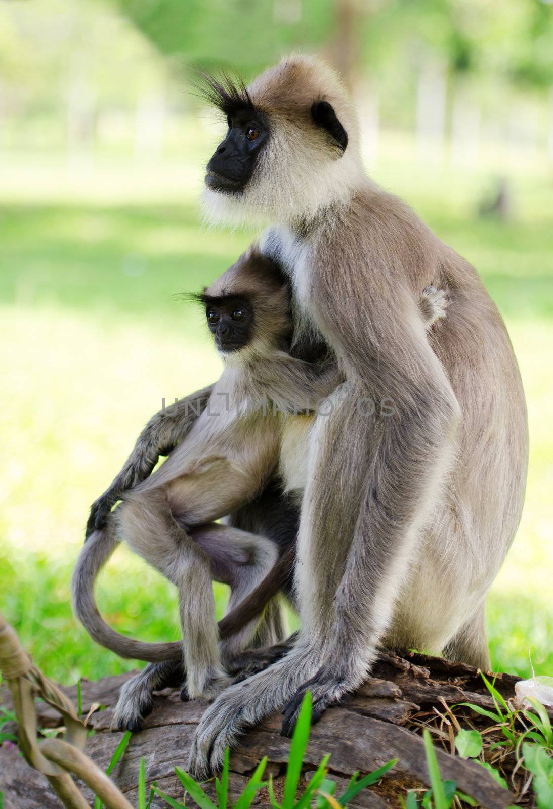 Wild monkey embraces her baby, Asia, Sri Lanka