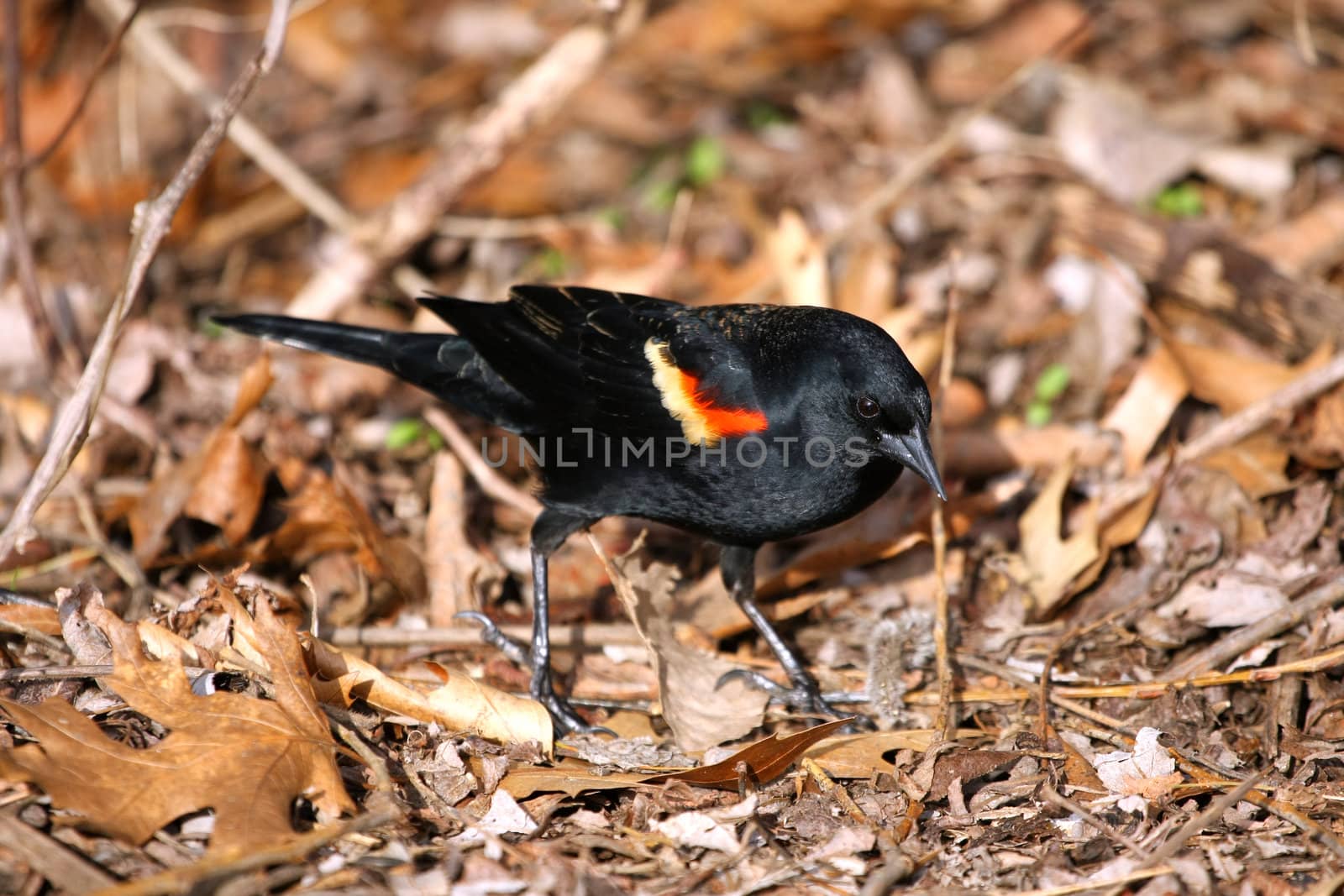Red-winged Blackbird Agelaius phoeniceus male looking for food