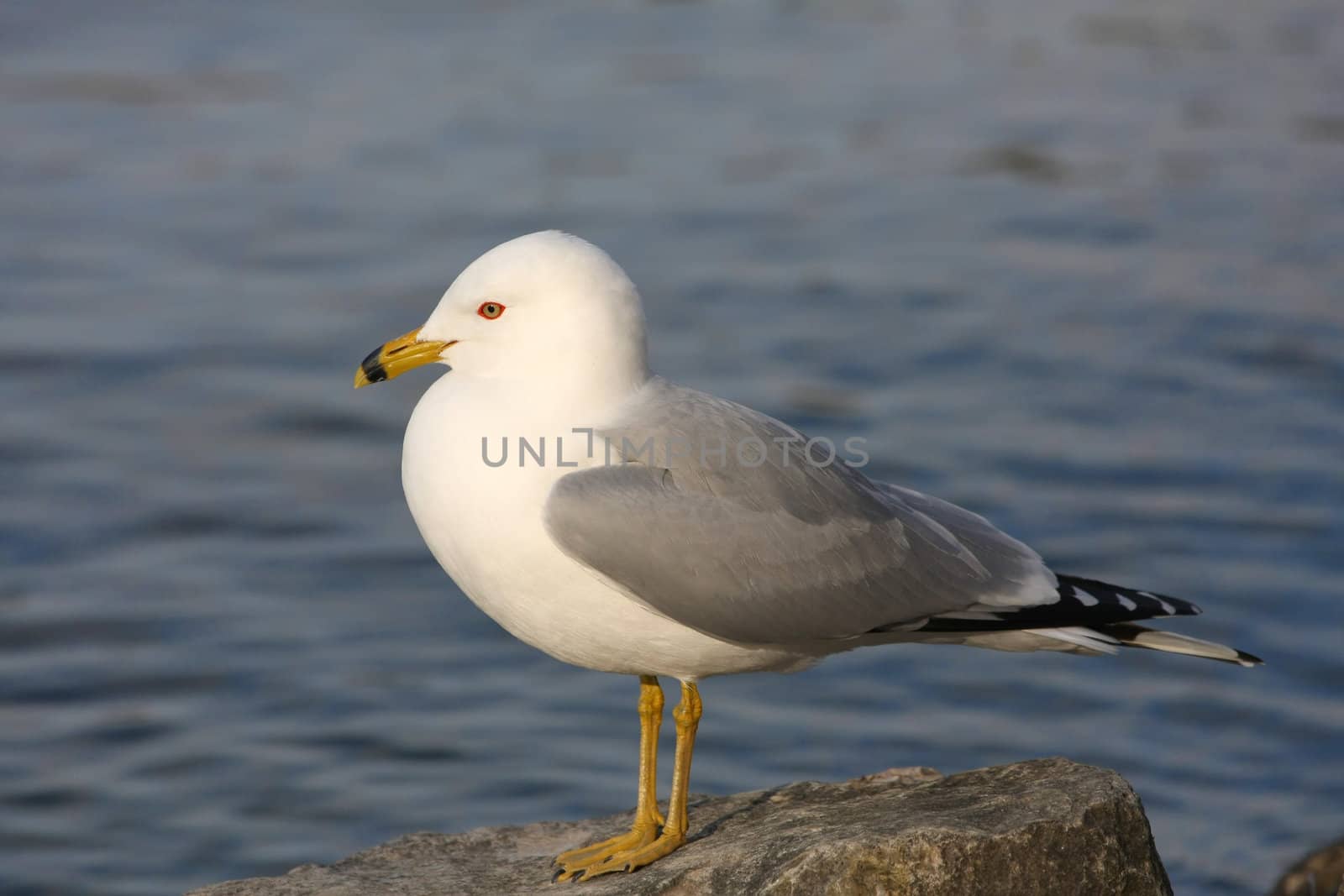 Ring-billed Gull Larus delawarensis on shore of lake in sun