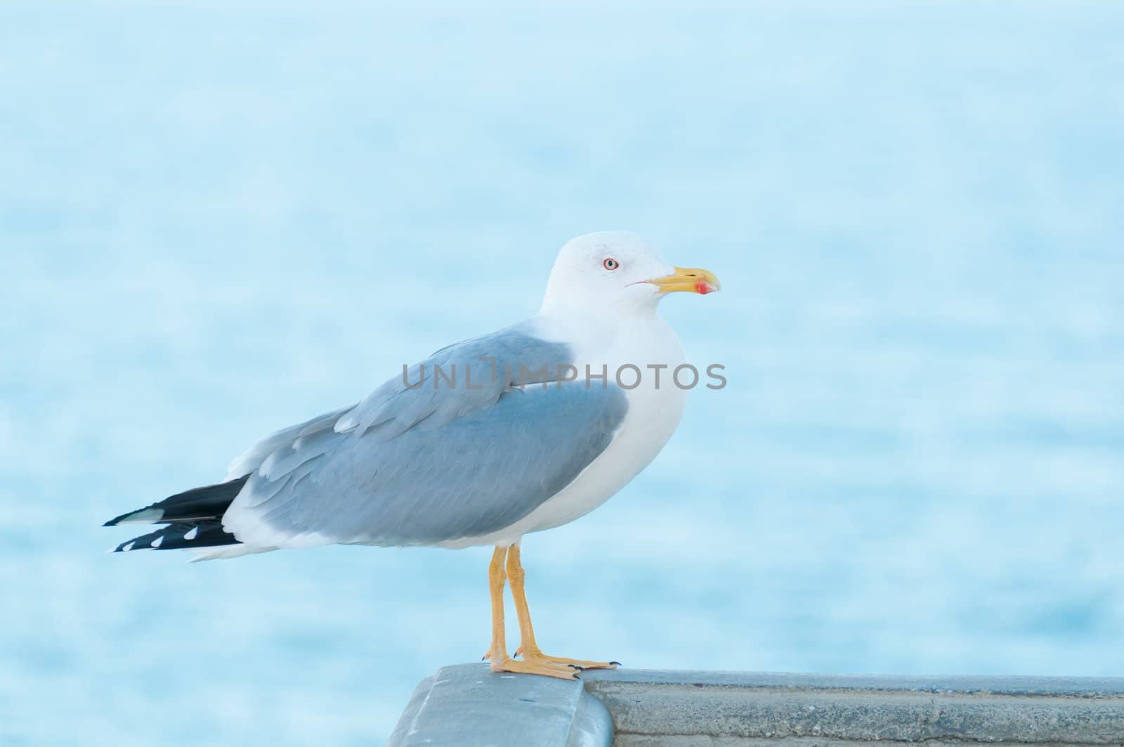 Common sea gull with blue sea on background
