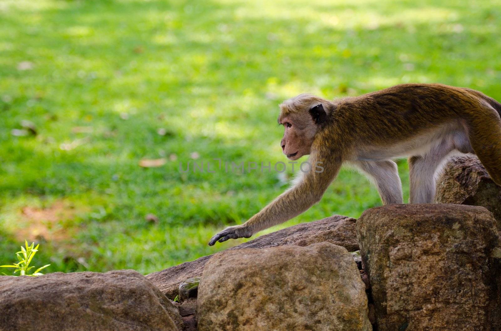 Attentive monkey by iryna_rasko