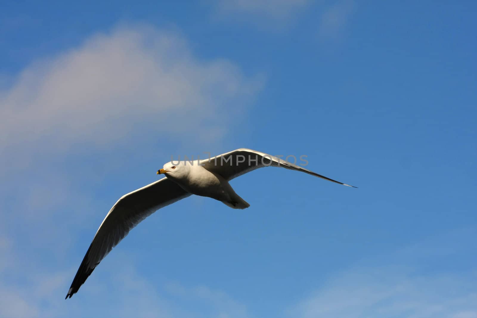 Ring-billed Gull Larus delawarensis in flight sky background