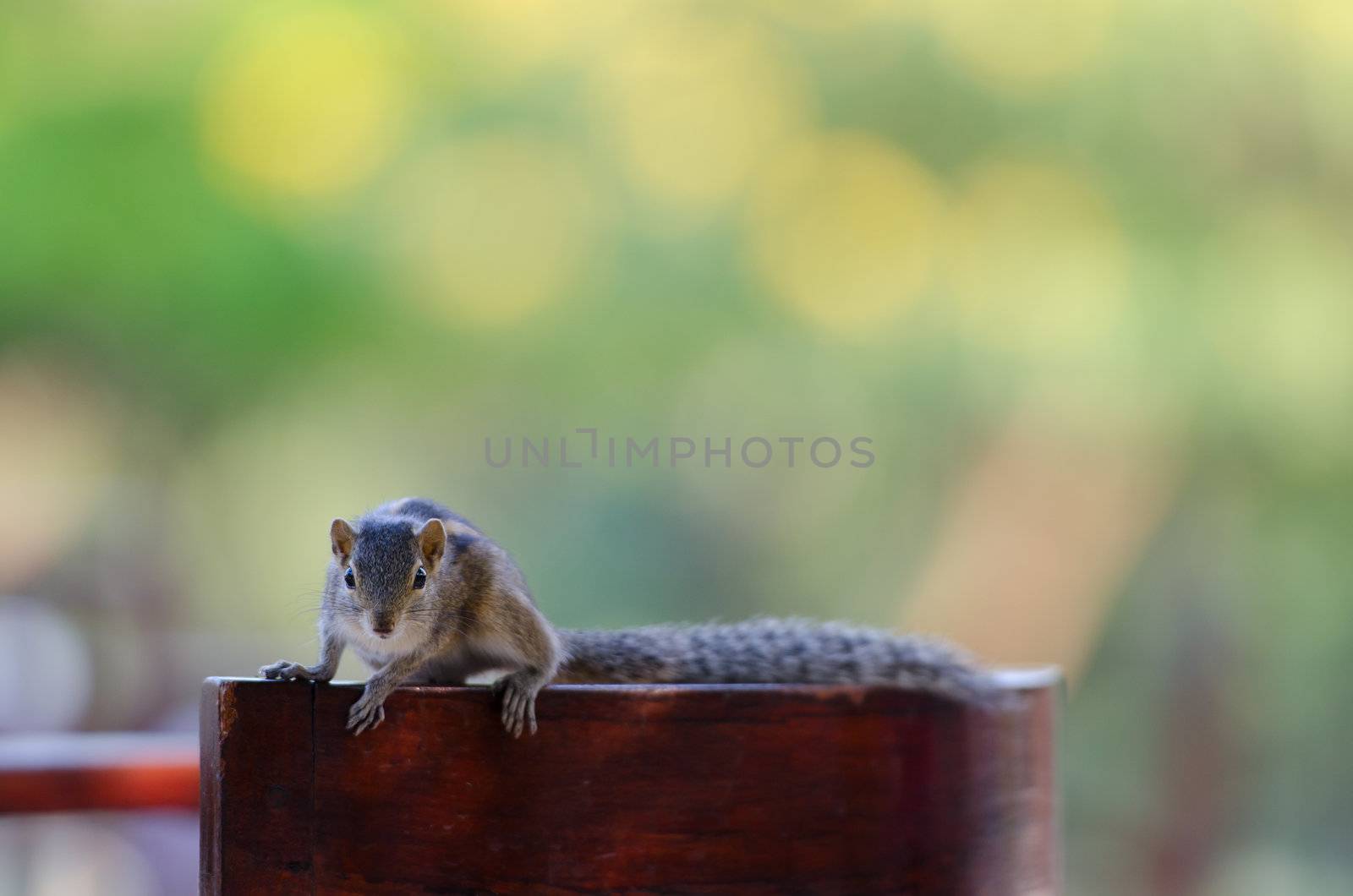 Curious downy chipmunk on chair Selective focus on the eye.