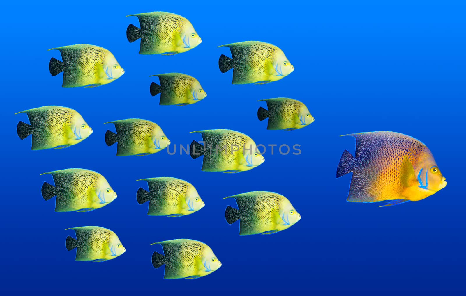 Leadership concept - big fish leading school of tropical fishes by dimol