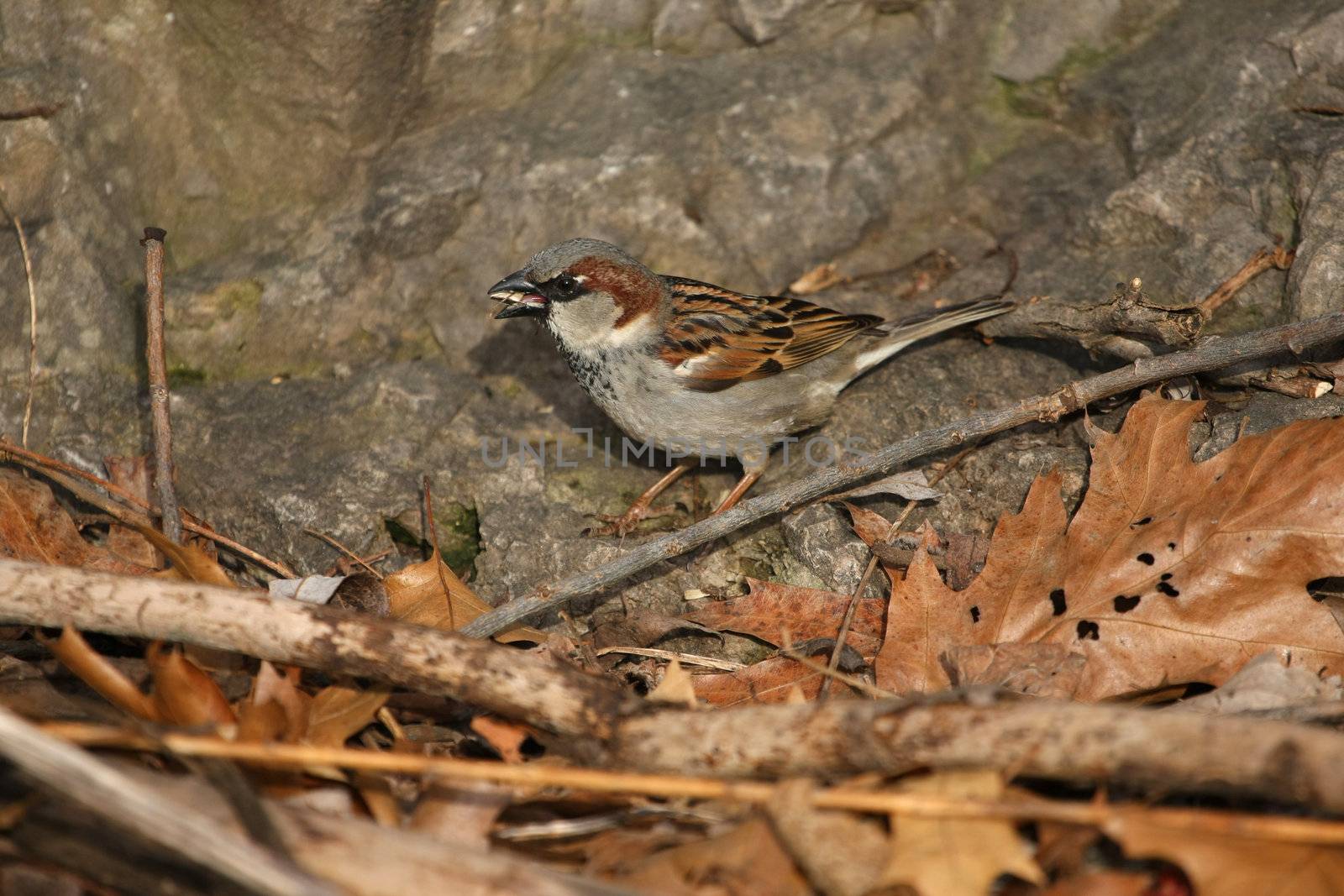 Sparrow House Passer domesticus male looking for food