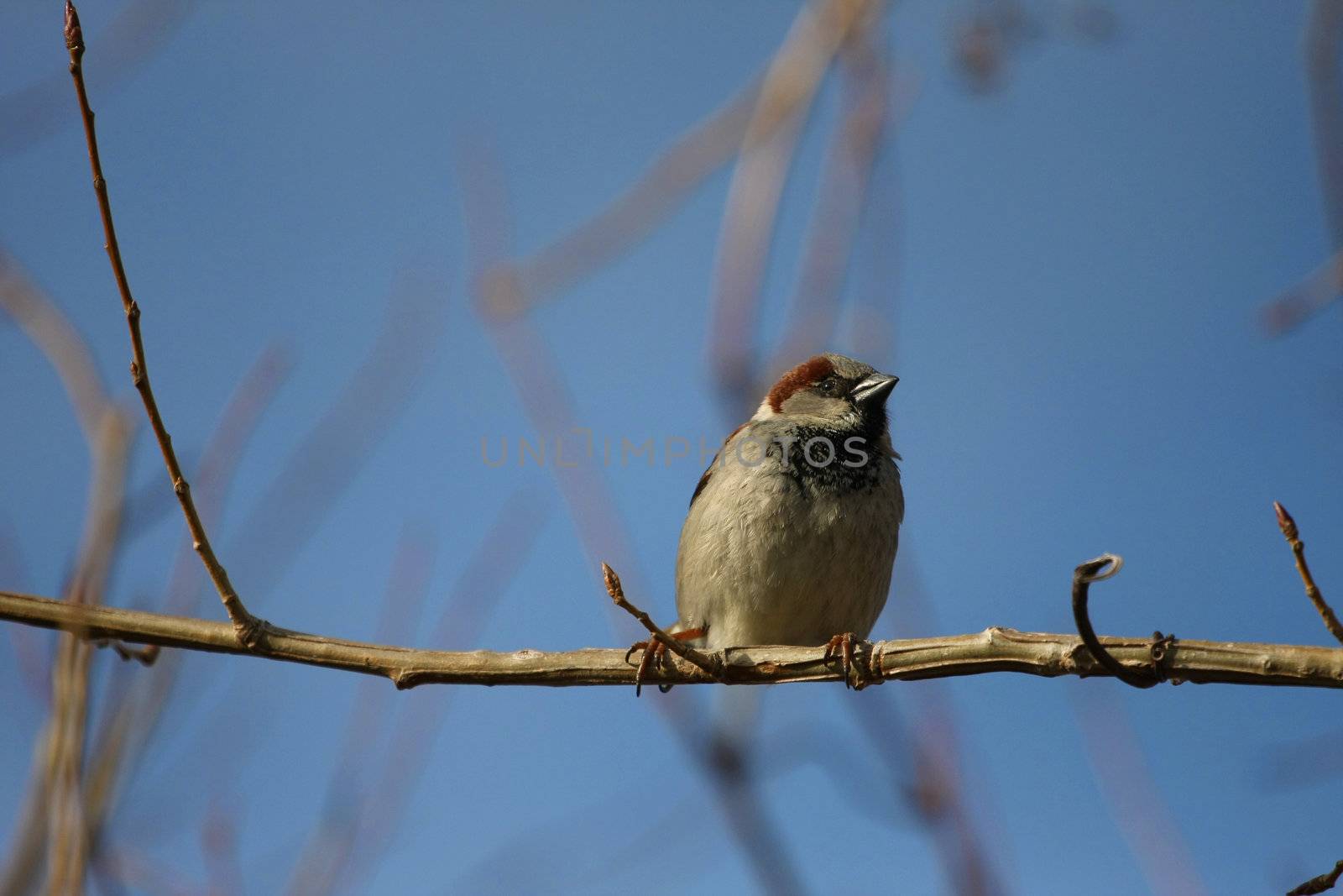 Sparrow House Passer domesticus male underside shot