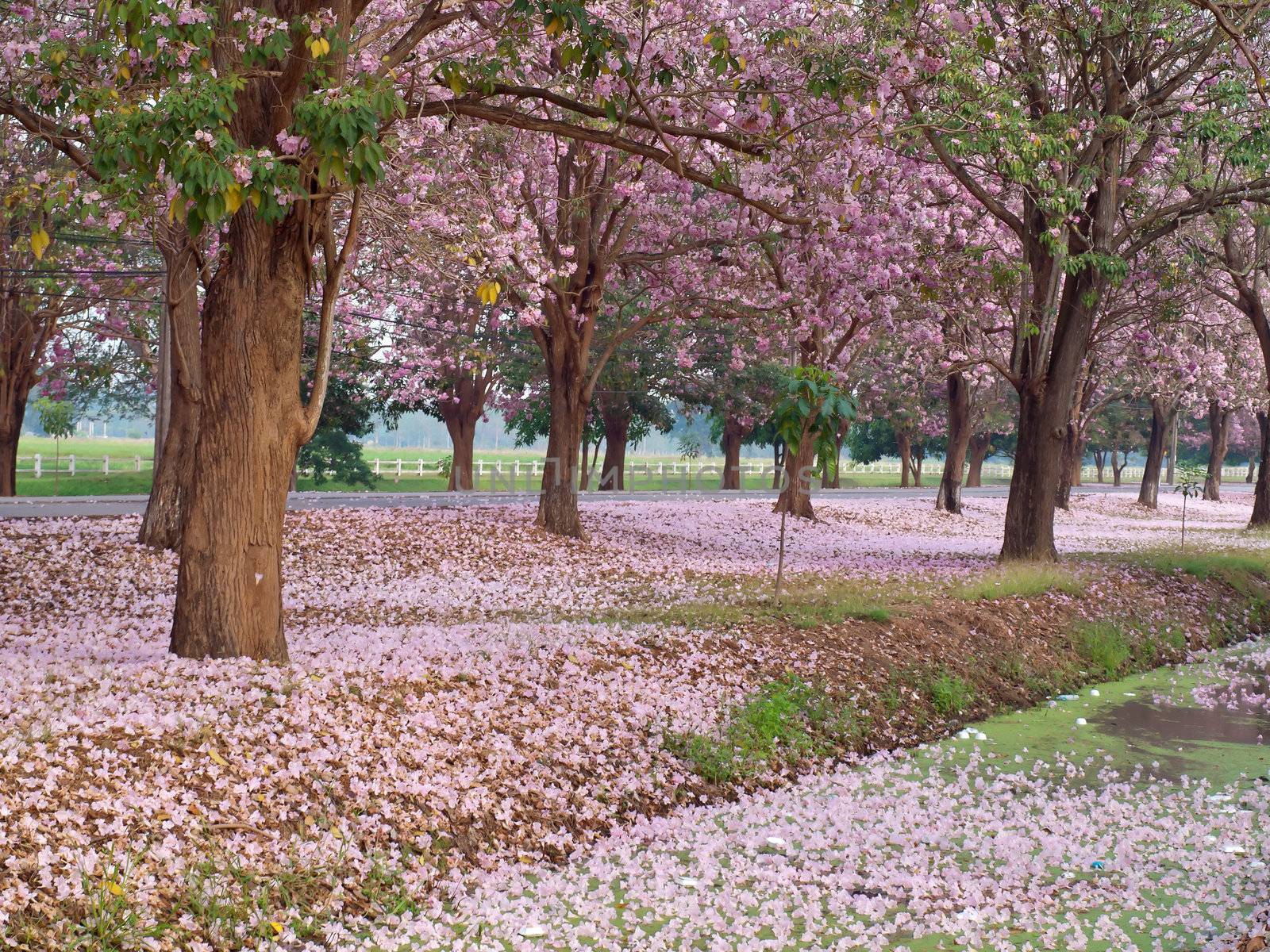 Pink trumpet tree blooming in countryside with road(Tabebuia rosea, Family Bignoniaceae, common name Pink trumpet tree, Rosy trumpet tree, Pink Poui, Pink Tecoma)