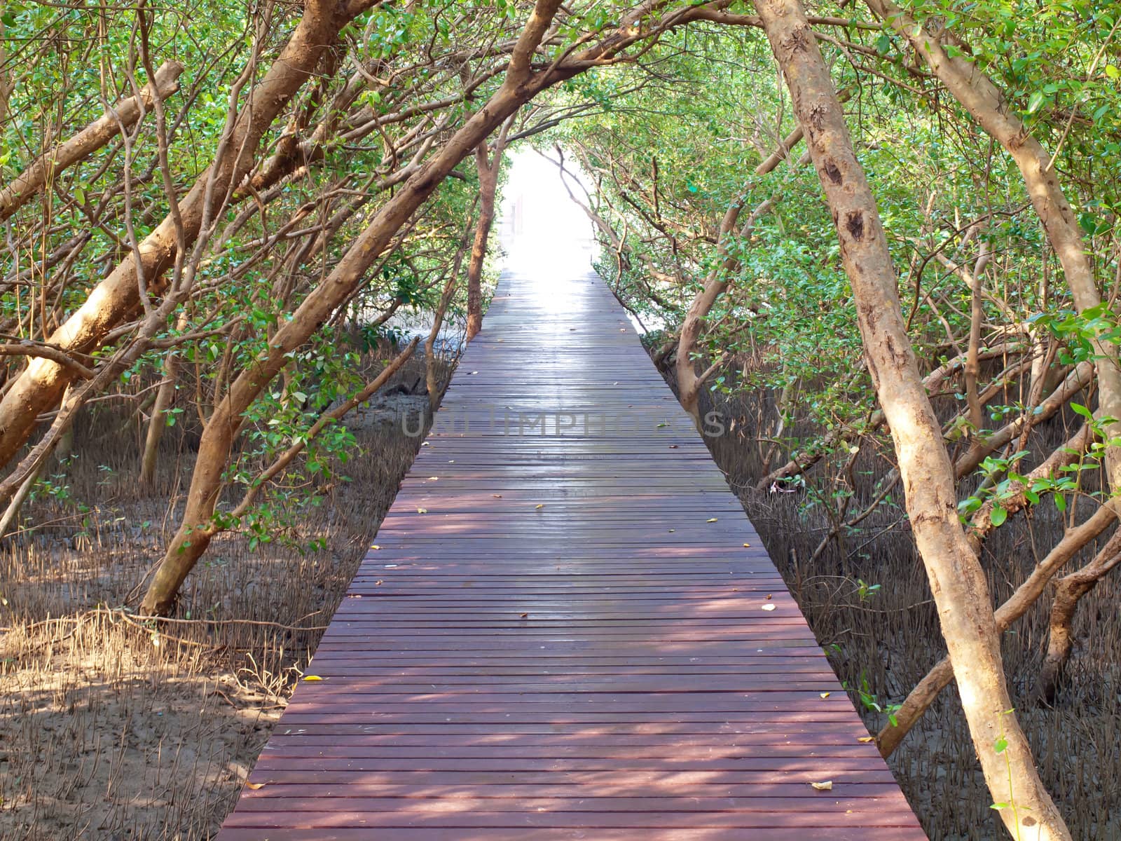 Boardwalk underpass of trees to the otherworldly of deep forest