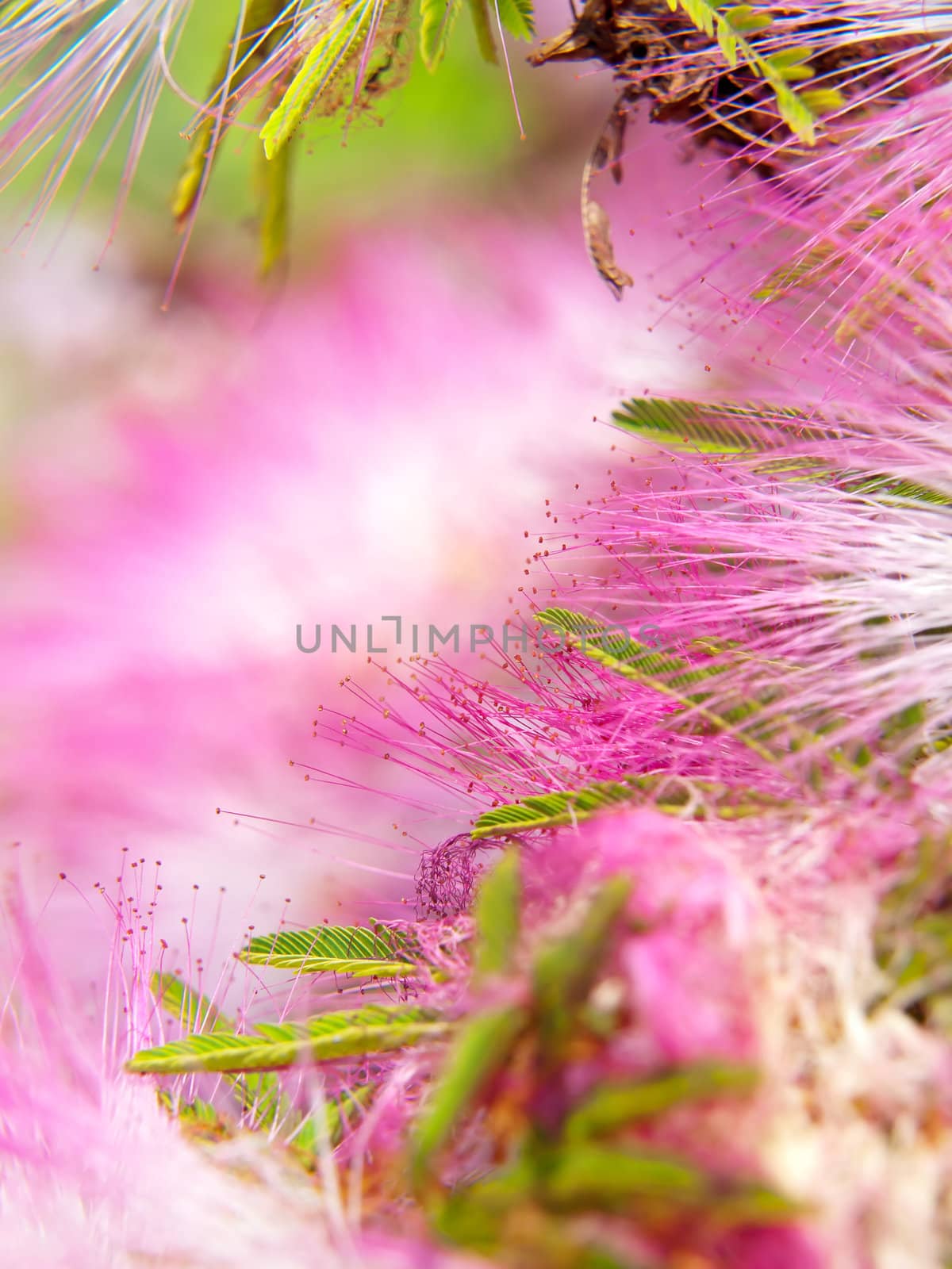 Extreme closeup pink powderpuff blooming like dream(Calliandra surinamensis, Family Mimosaceae, common names Pink Powder Puff, Pompon De Marin, Surinam Powderpuff, Surinamese Stickpea)