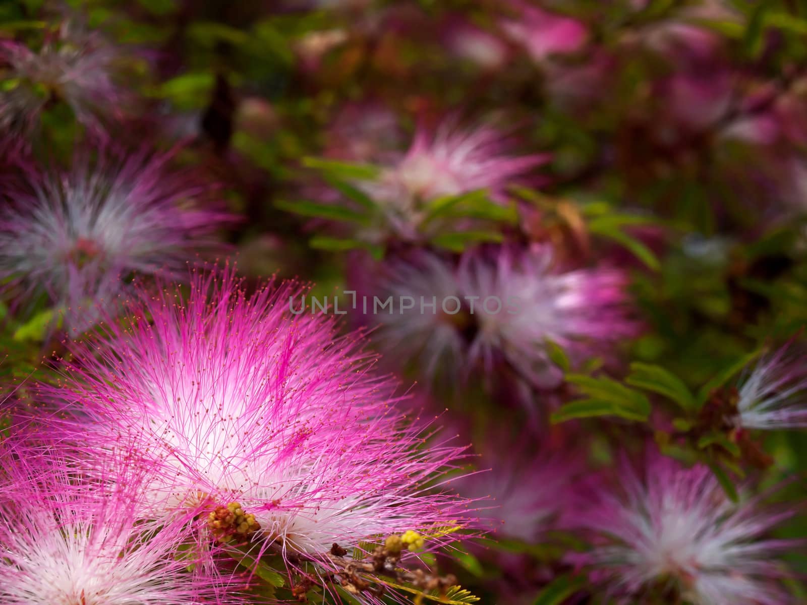 Pink powderpuff blooming like dream(Calliandra surinamensis, Family Mimosaceae, common names Pink Powder Puff, Pompon De Marin, Surinam Powderpuff, Surinamese Stickpea)