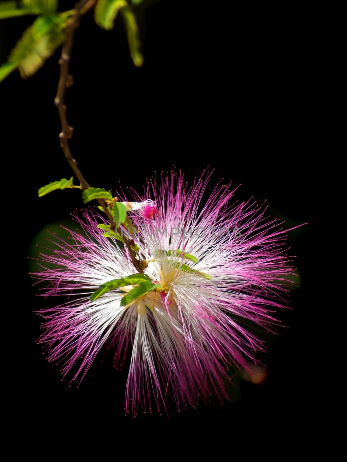 Pink powderpuff blooming like dream(Calliandra surinamensis, Family Mimosaceae, common names Pink Powder Puff, Pompon De Marin, Surinam Powderpuff, Surinamese Stickpea)