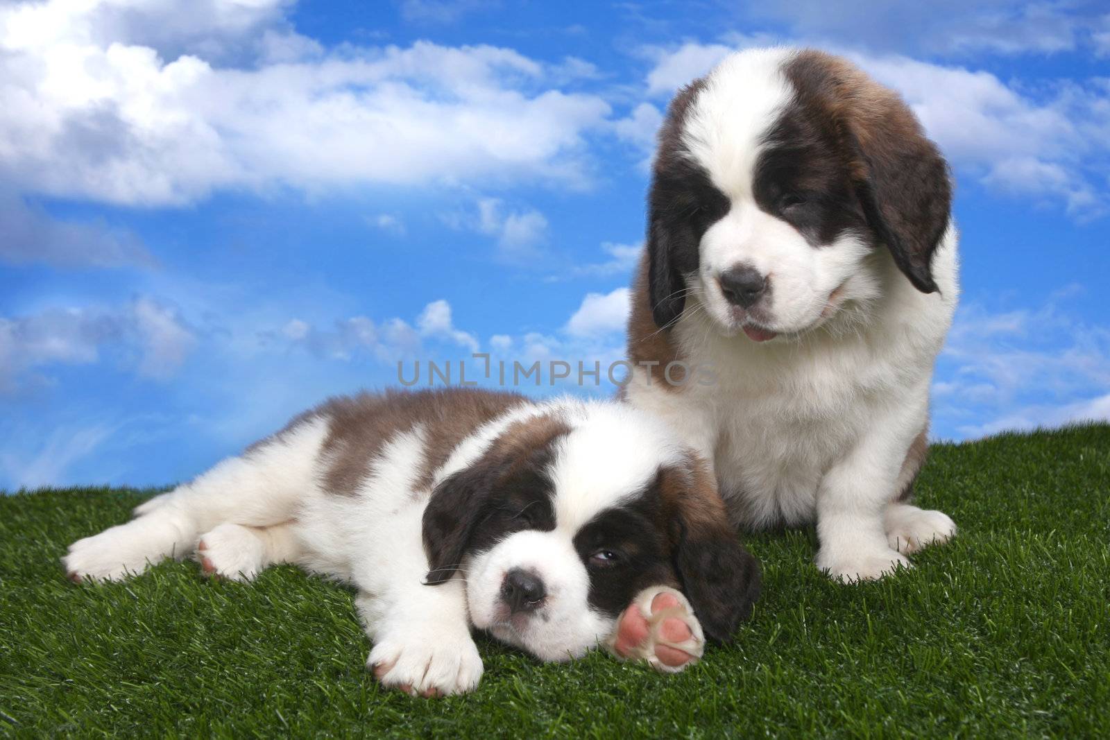 Adorable Saint Bernard Pups  by tobkatrina