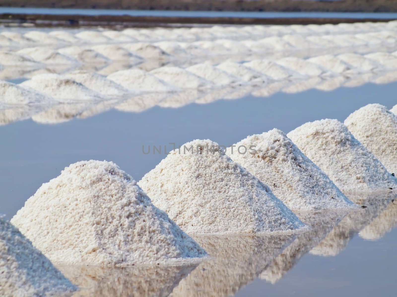 Heap of sea salt in a field prepared for harvest 