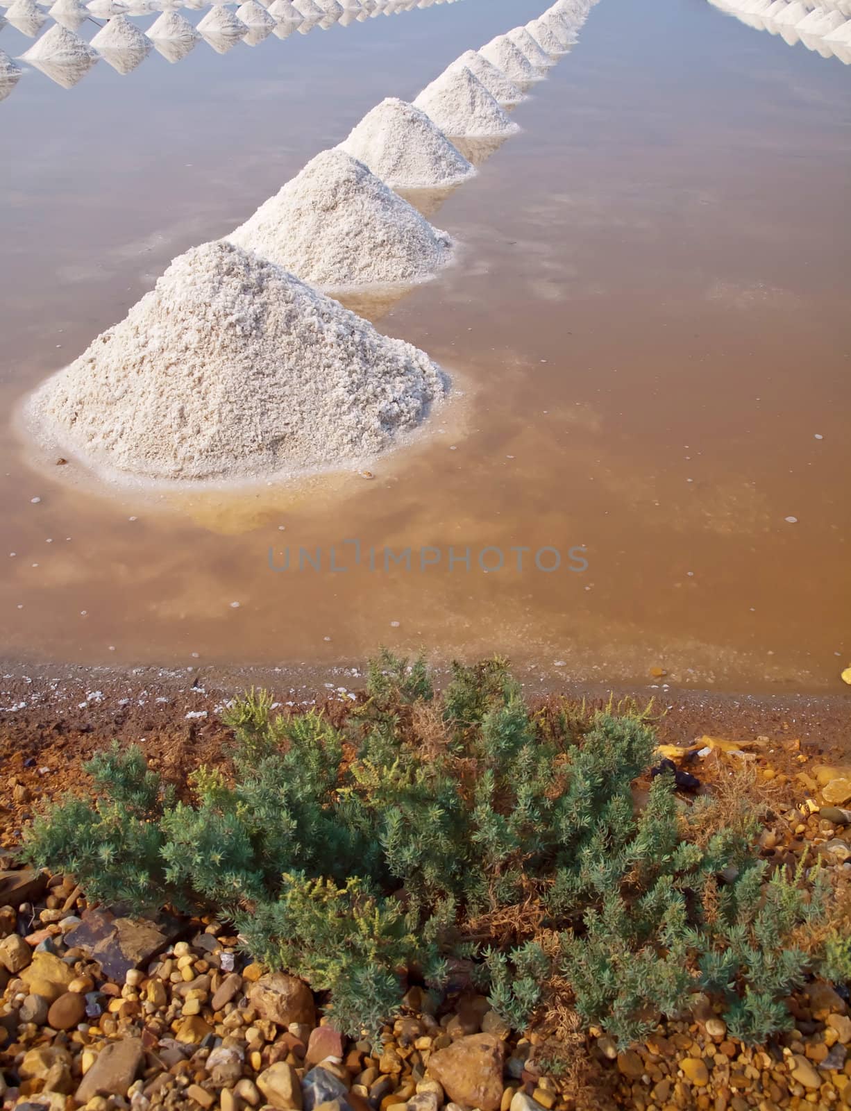 Heap of sea salt in a field prepared for harvest 