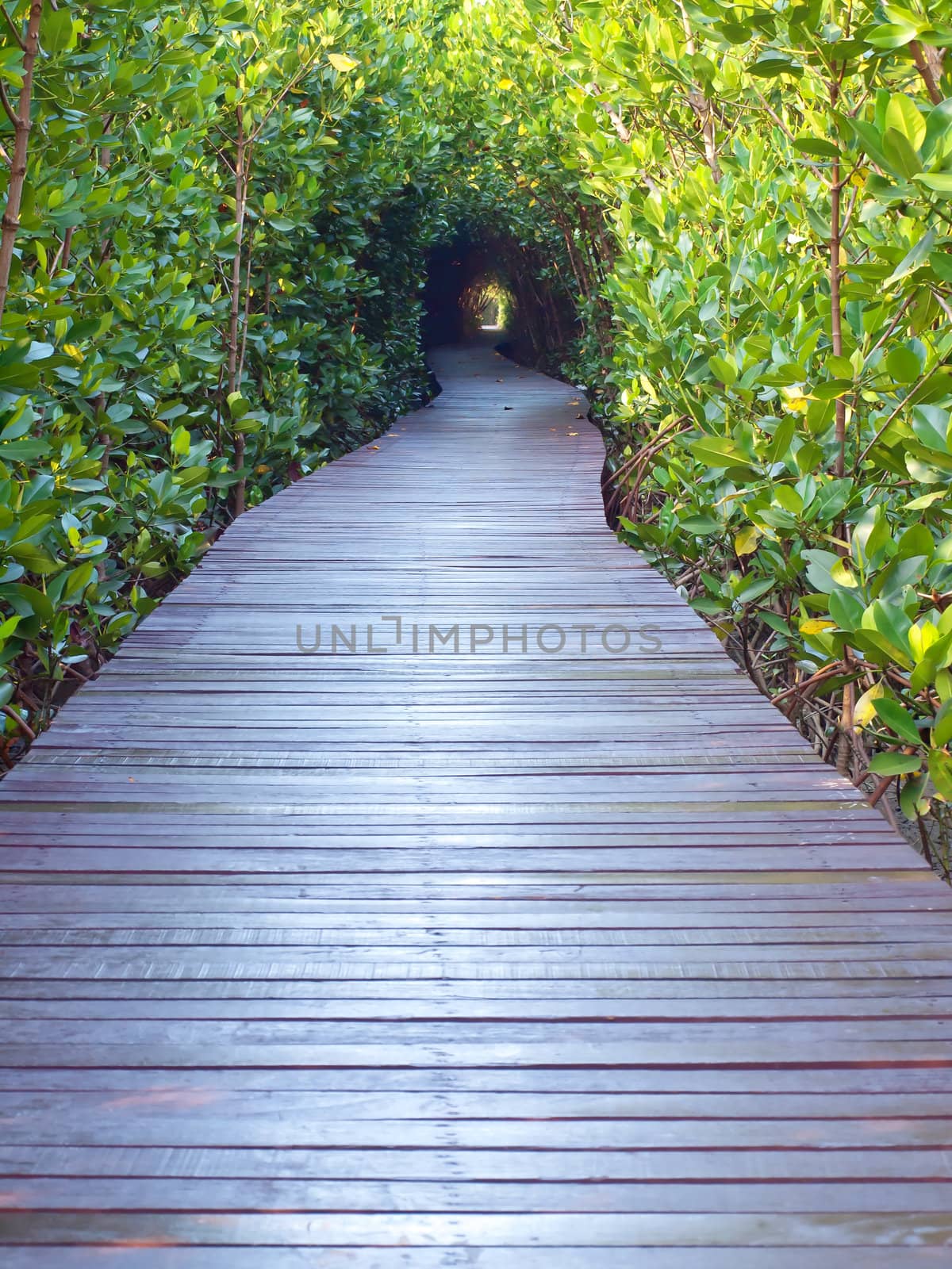 Underpass of trees by Exsodus