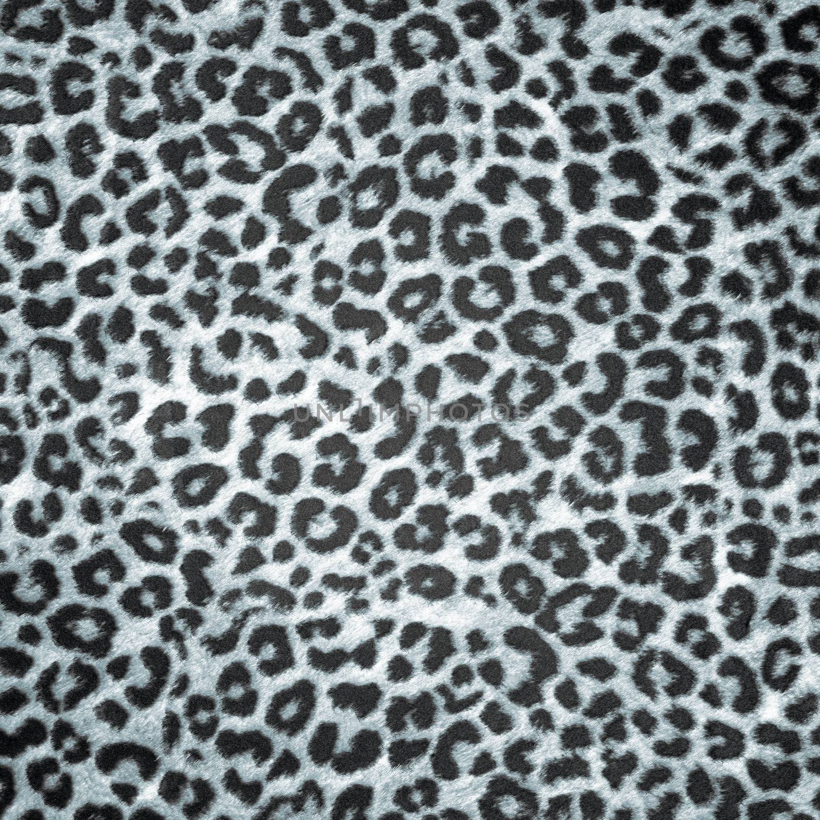 BW Leopard skin background or texture. Large resolution