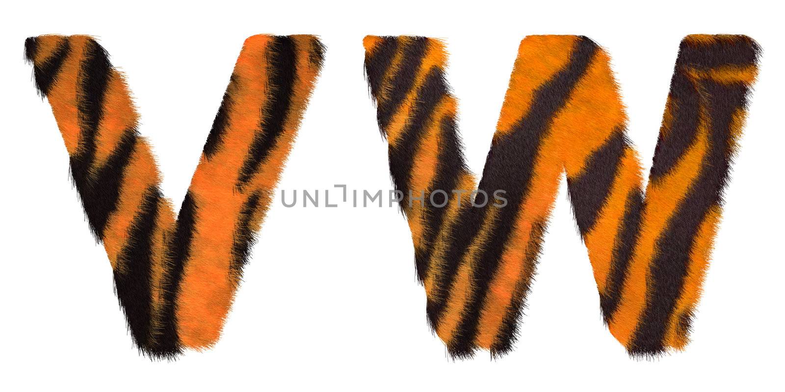 Tiger fell W and V letters isolated over white background