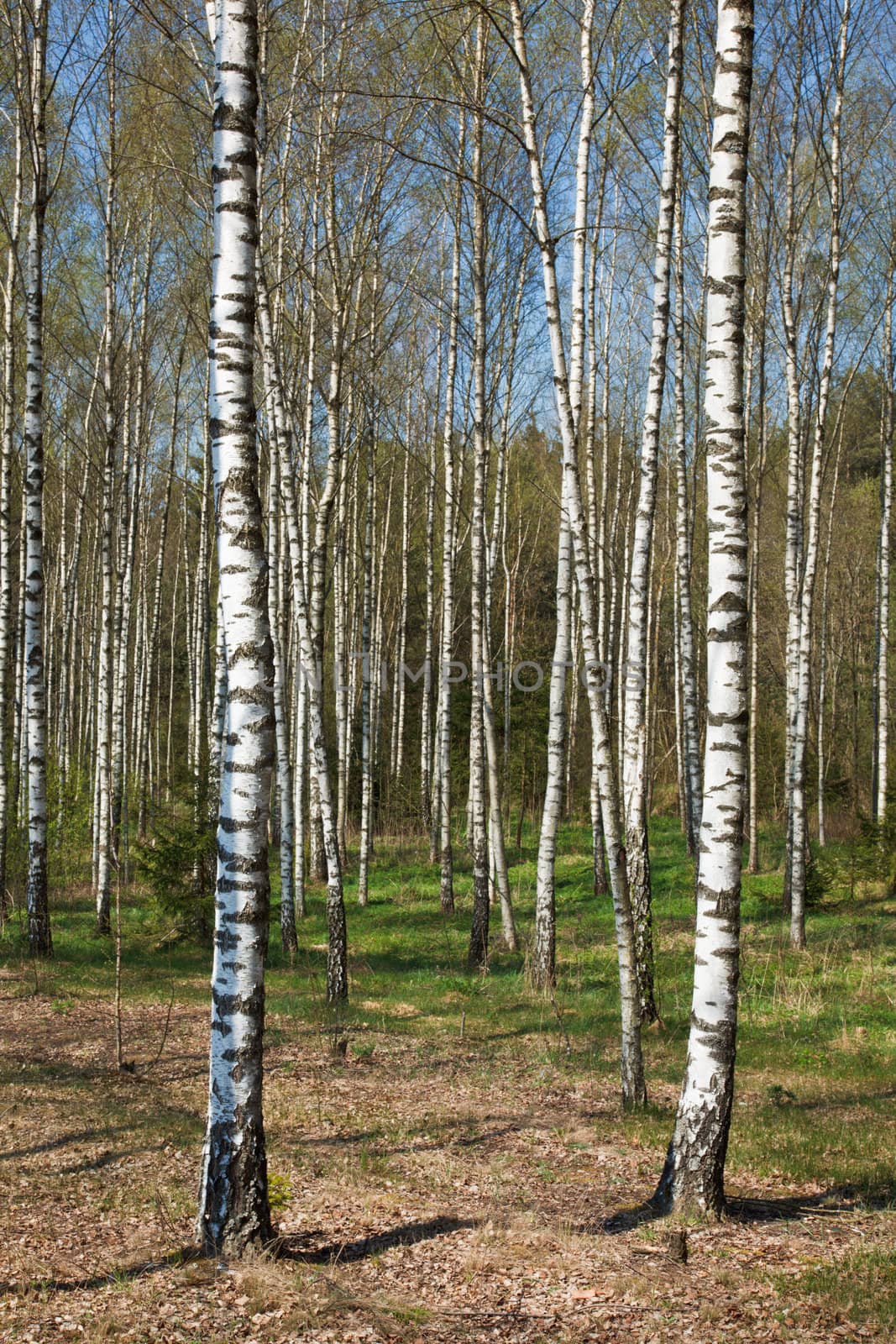 Birch grove in spring