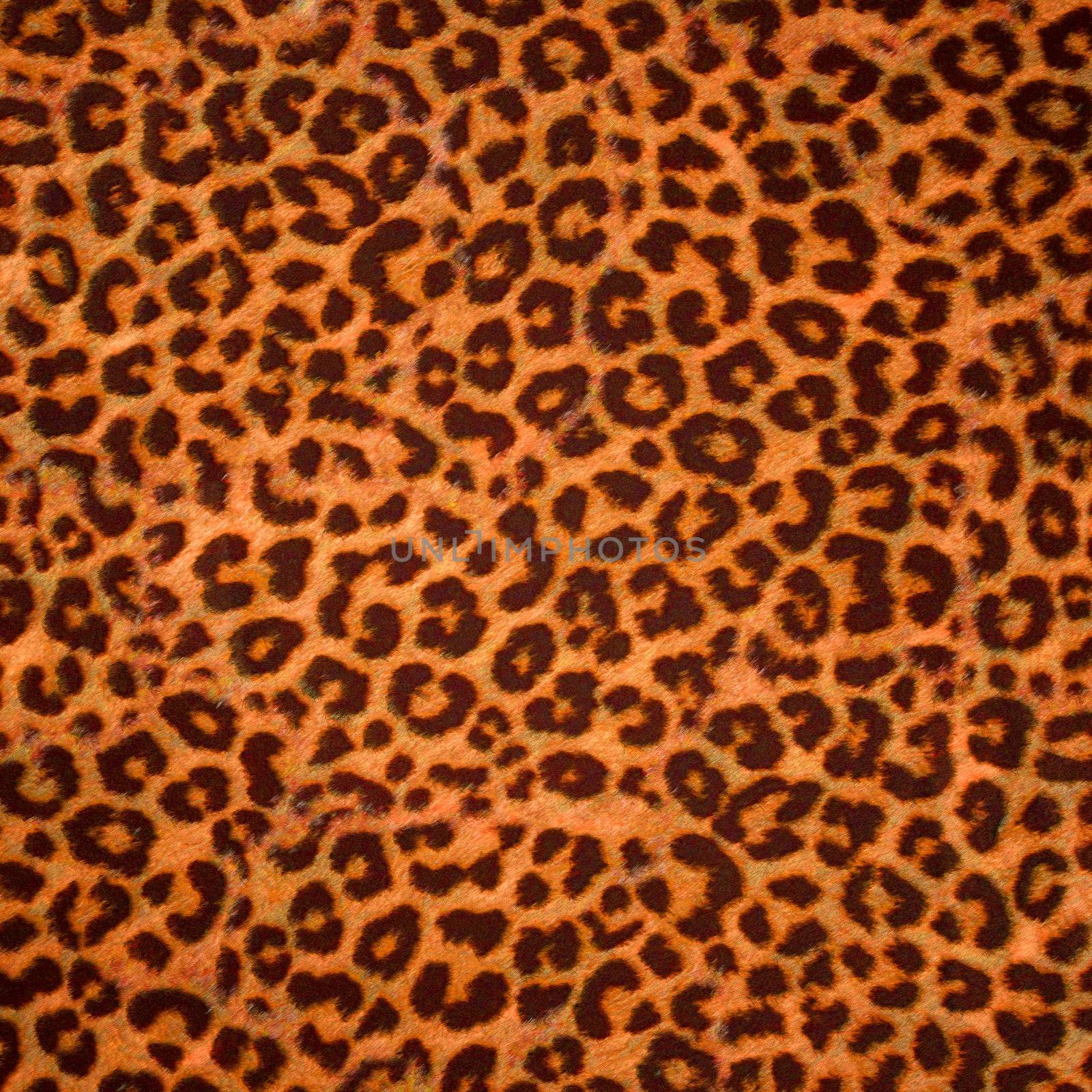 Leopard skin background or texture. Large resolution