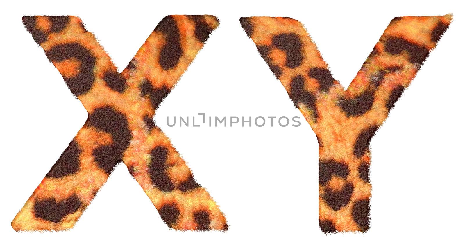 Leopard fur X and Y letters isolated by Arsgera