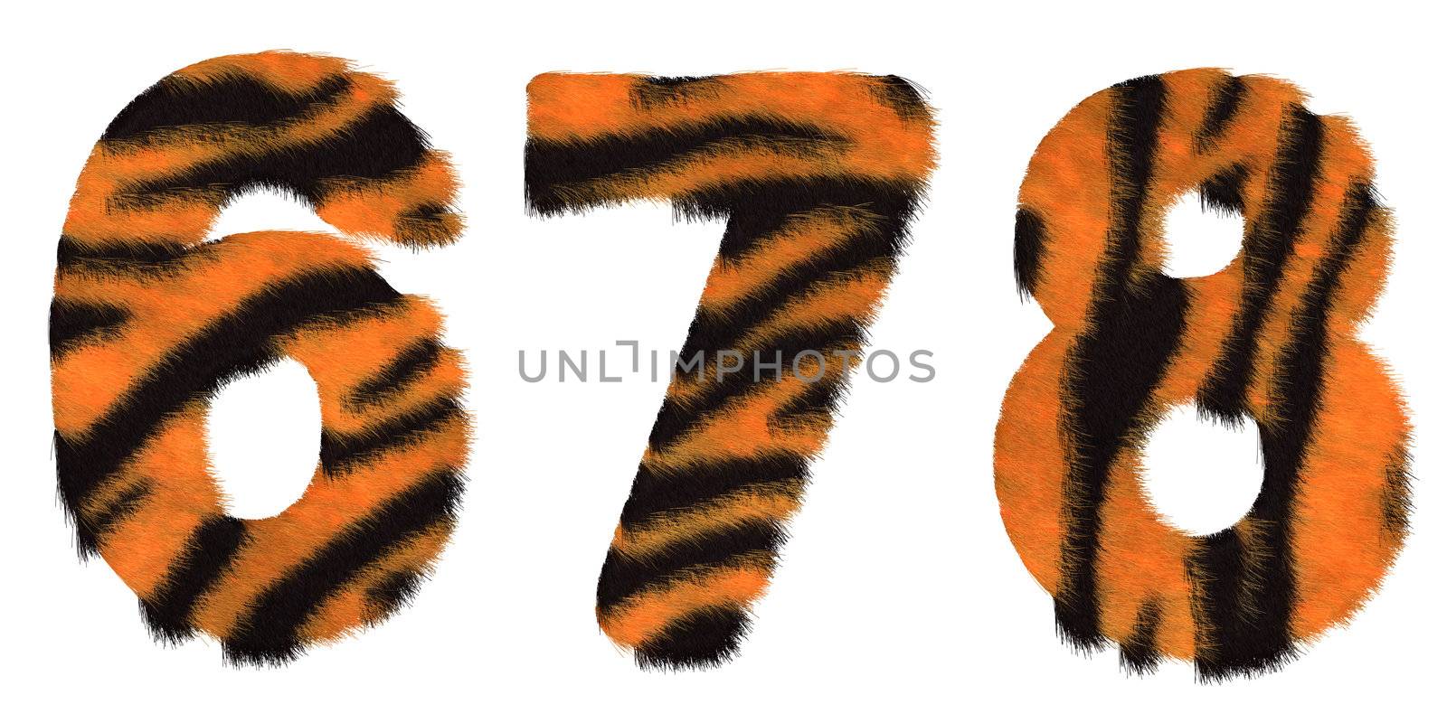 Tiger fell 6 7 and 8 figures isolated over white