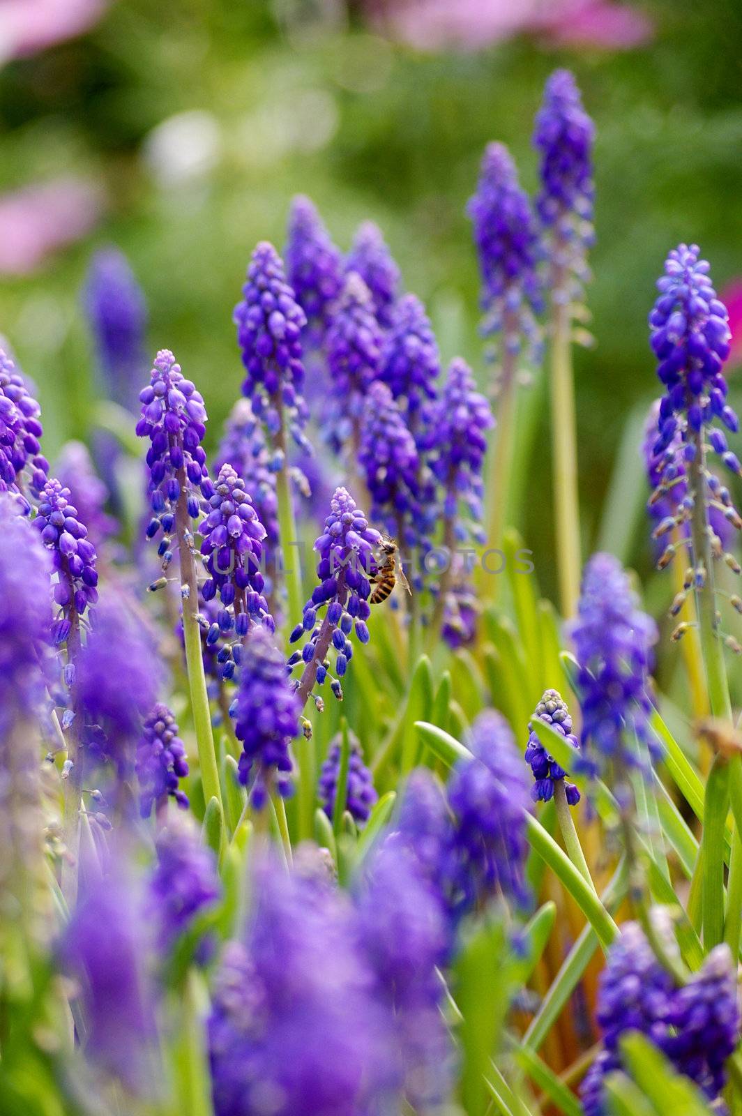 Grape hyacinth with bee in spring by kawing921