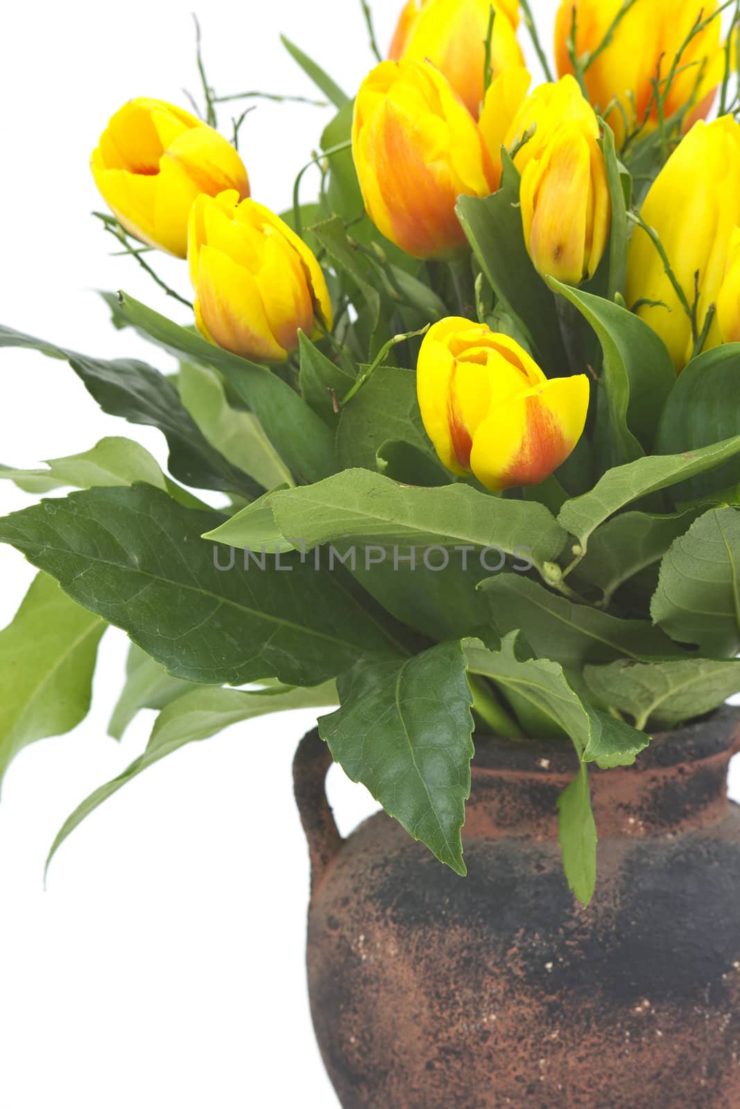 Beautiful yellow tulips in a vase on a white background  by miradrozdowski