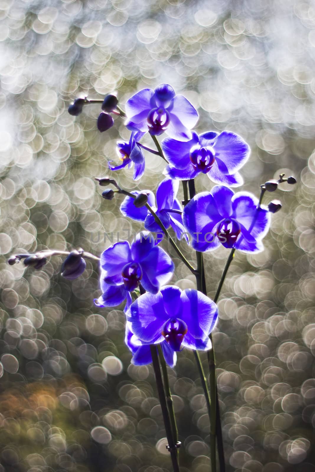 Beautiful violet orchid, phalaenopsis by miradrozdowski
