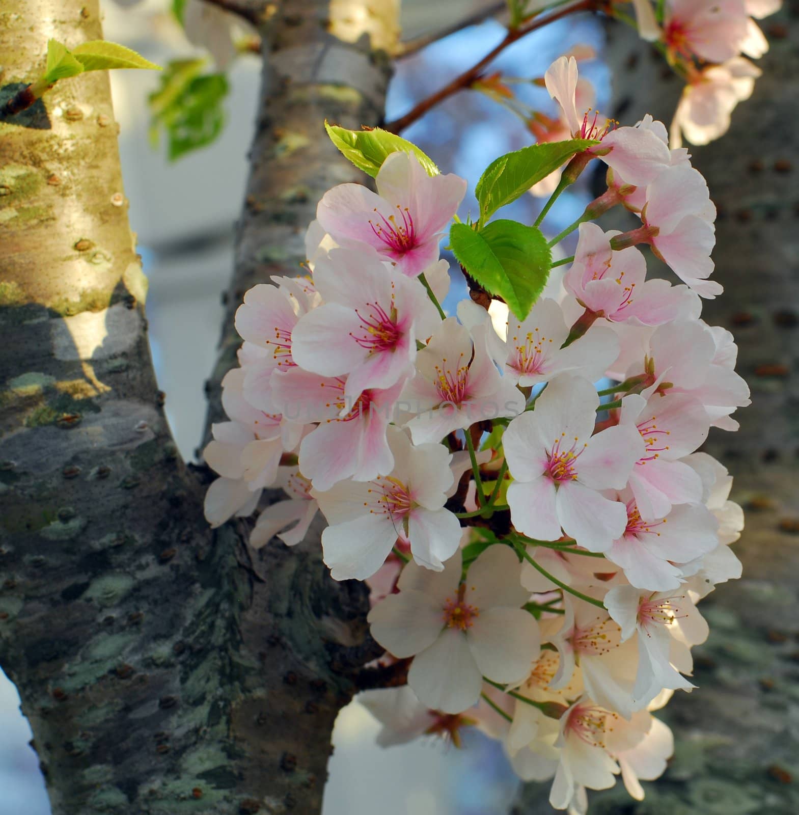 pink white Cherry blossom flower in bloom in spring