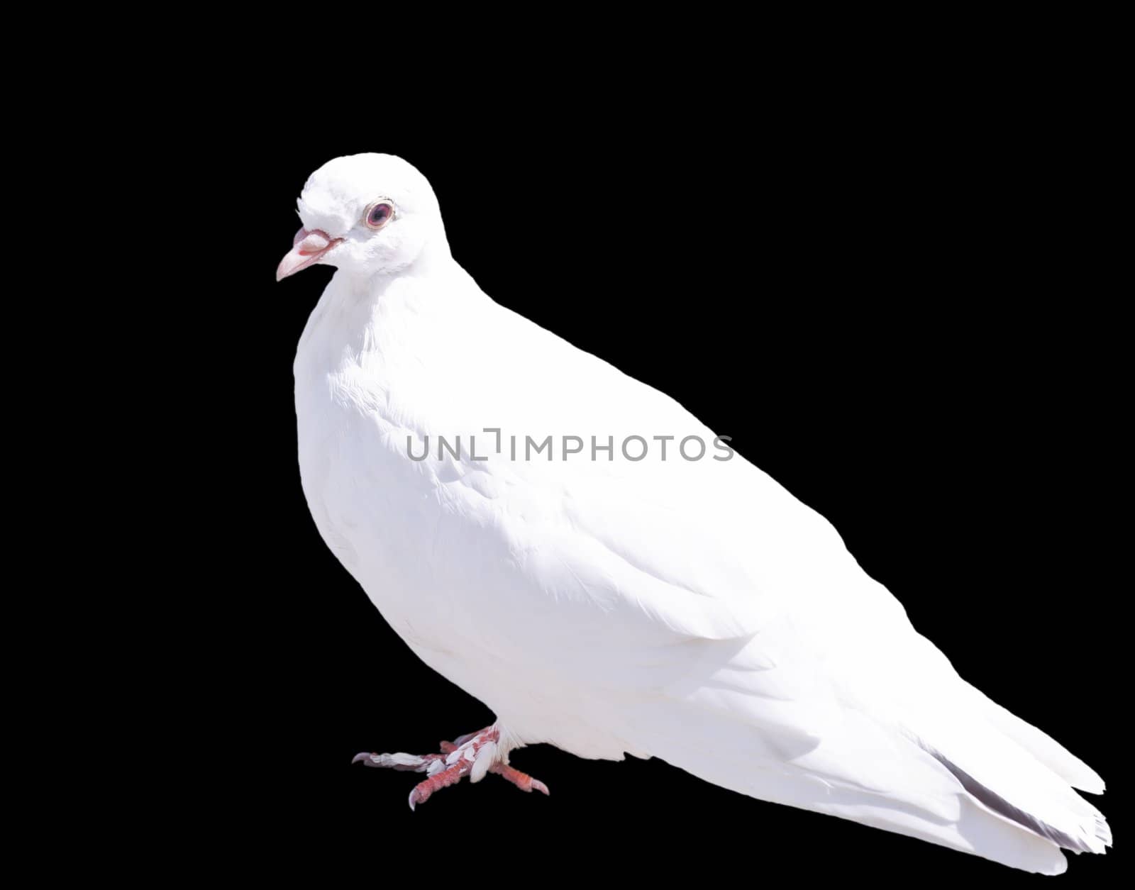 One White Dove Isolated by photoroman