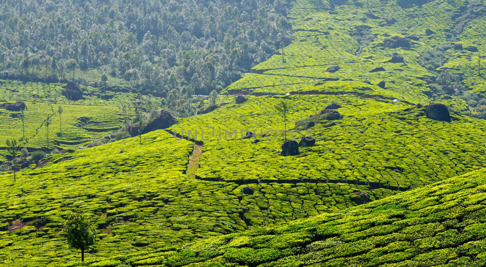Tea plantations panorama. Munnar, Kerala, India