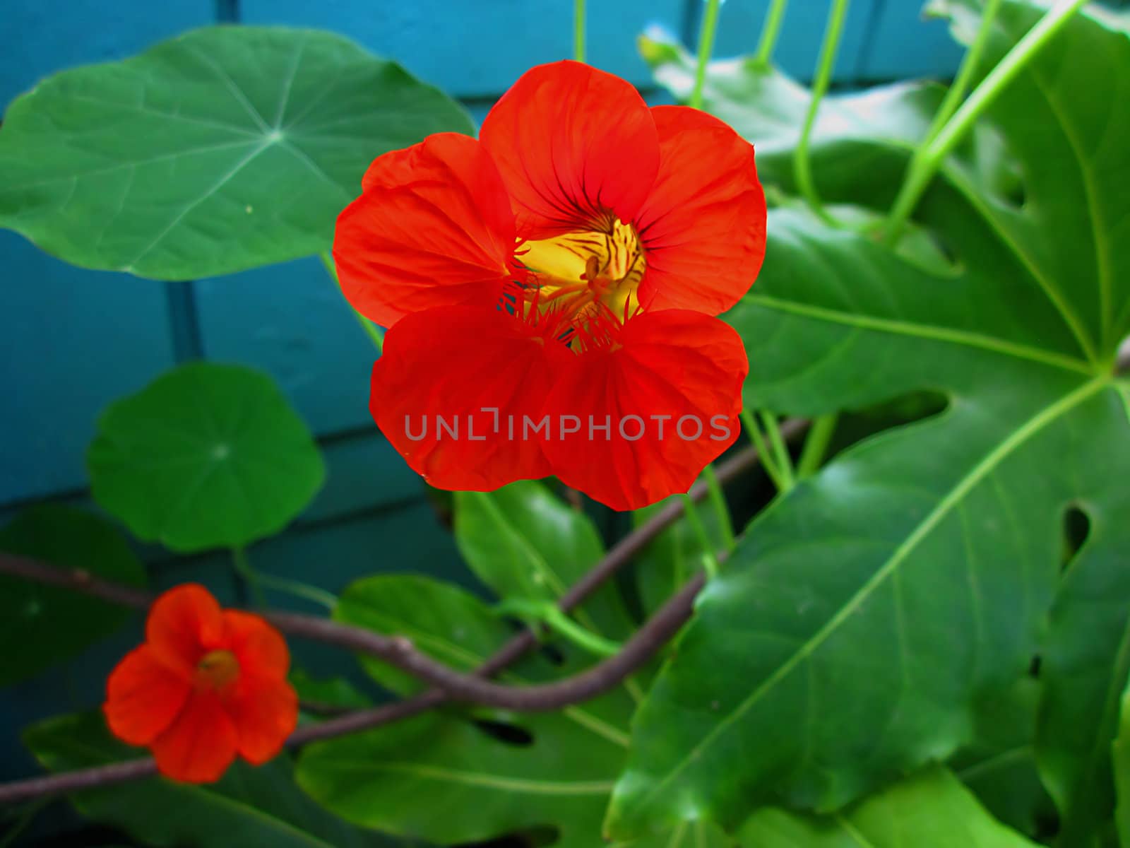 Nasturtium (Latin Name: Tropaeolum majus) is an annual flowering plant that is native to northern South America.