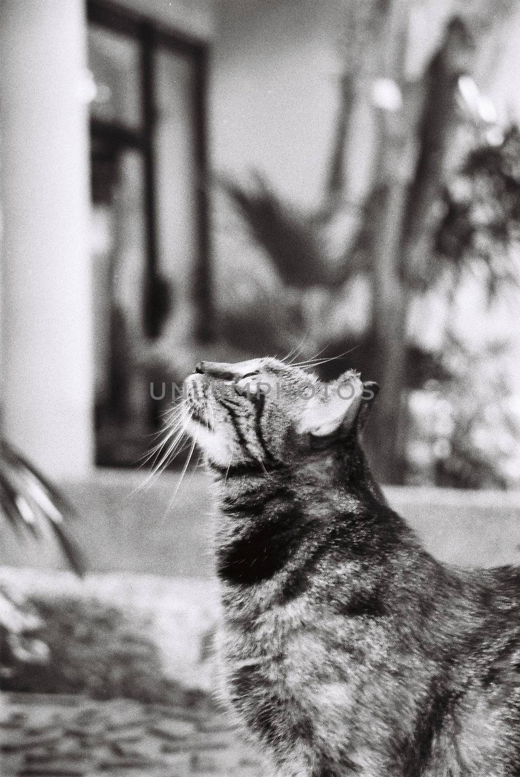 A cat looking at the top