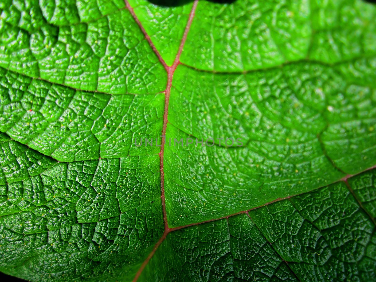 A photograph of a leaf detailing its texture.