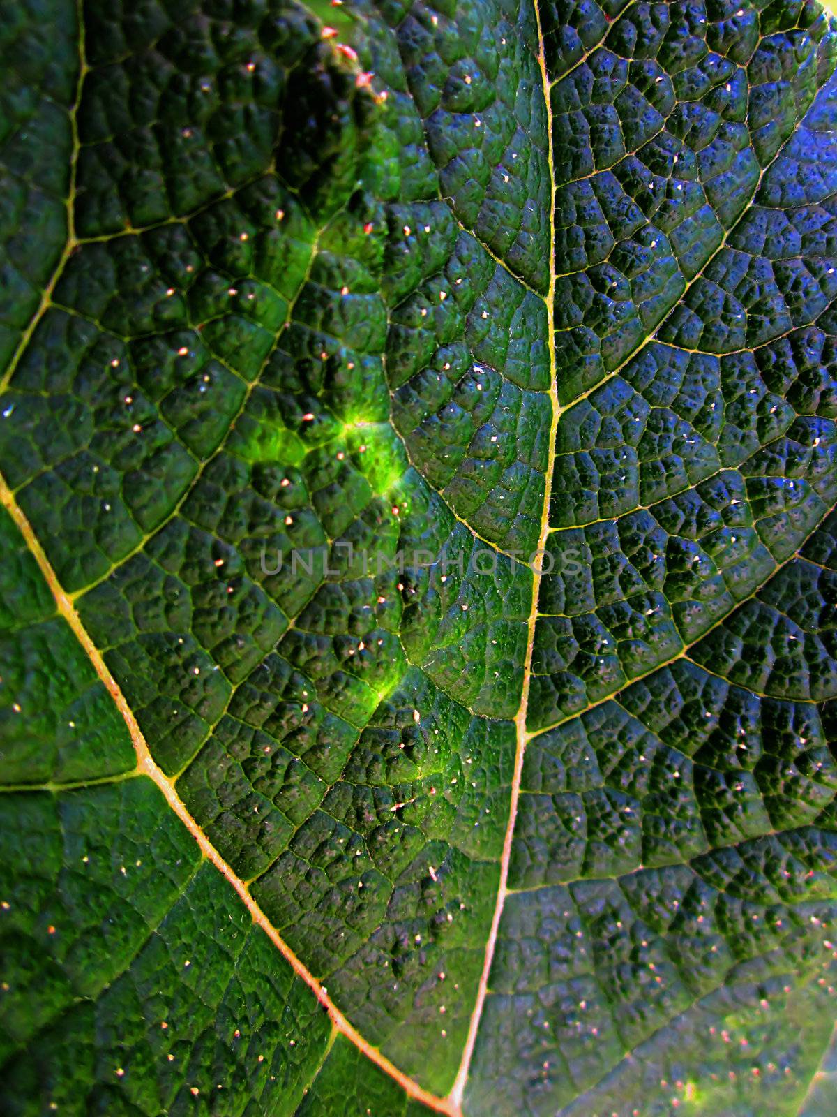 A photograph of a leaf detailing its texture.