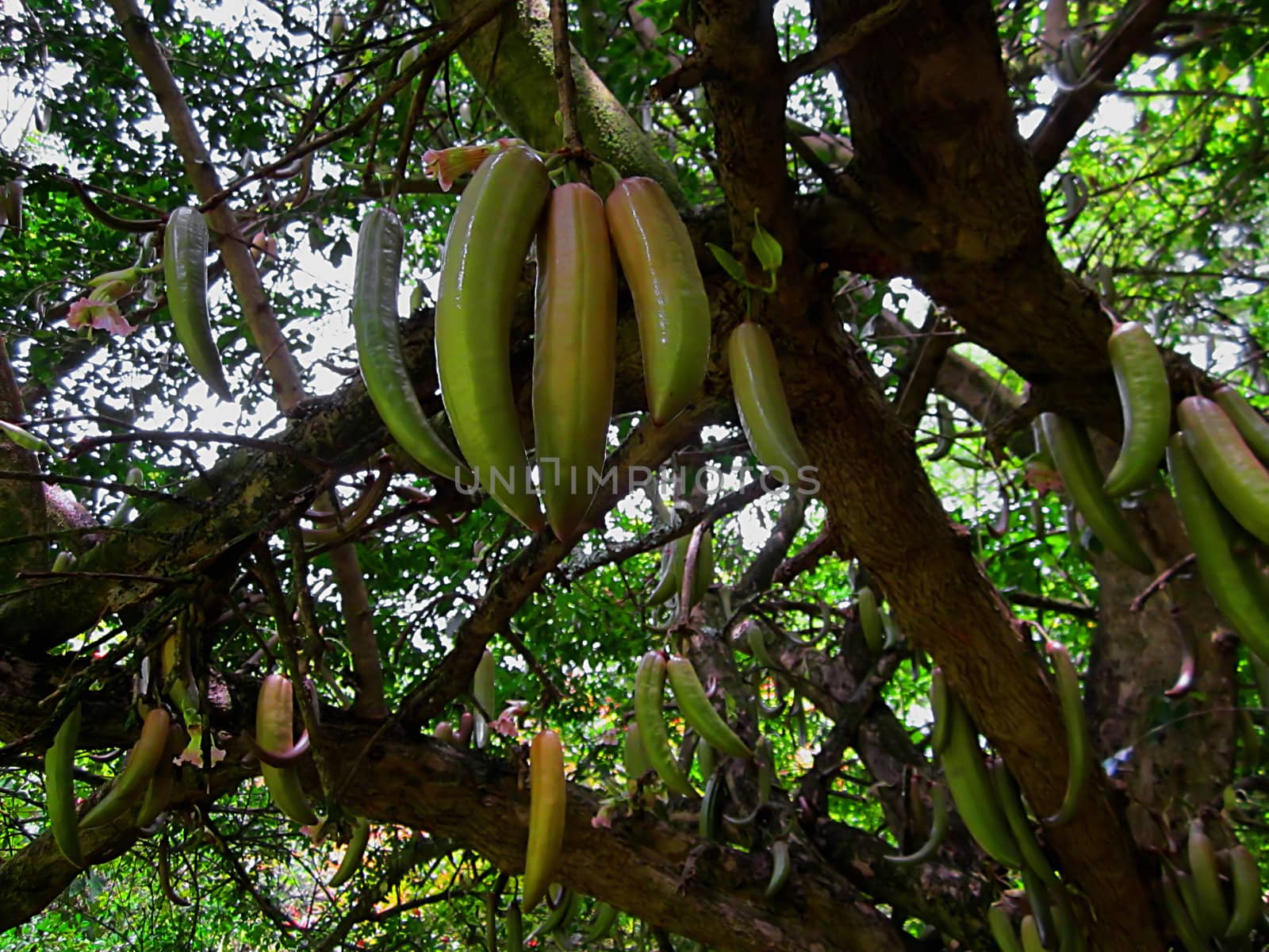 Guajilote (Latin Name: Parmentiera edulis) is a tree native to Mexico and Guatemala.  Its fruits, which have a flavor similar to sugar cane, can be eaten raw, cooked, or used in preserves.