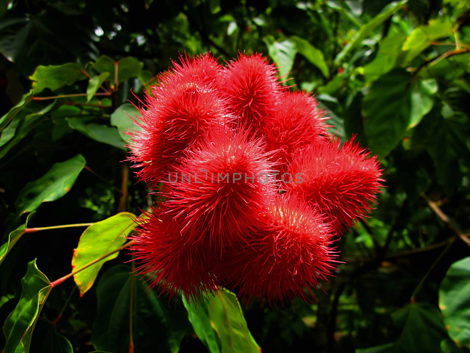 The Annatto (Latin Name: Bixa orellana) is a small tree native to South America.  It is known for its red seeds which are used as a colorant for food and cosmetics.