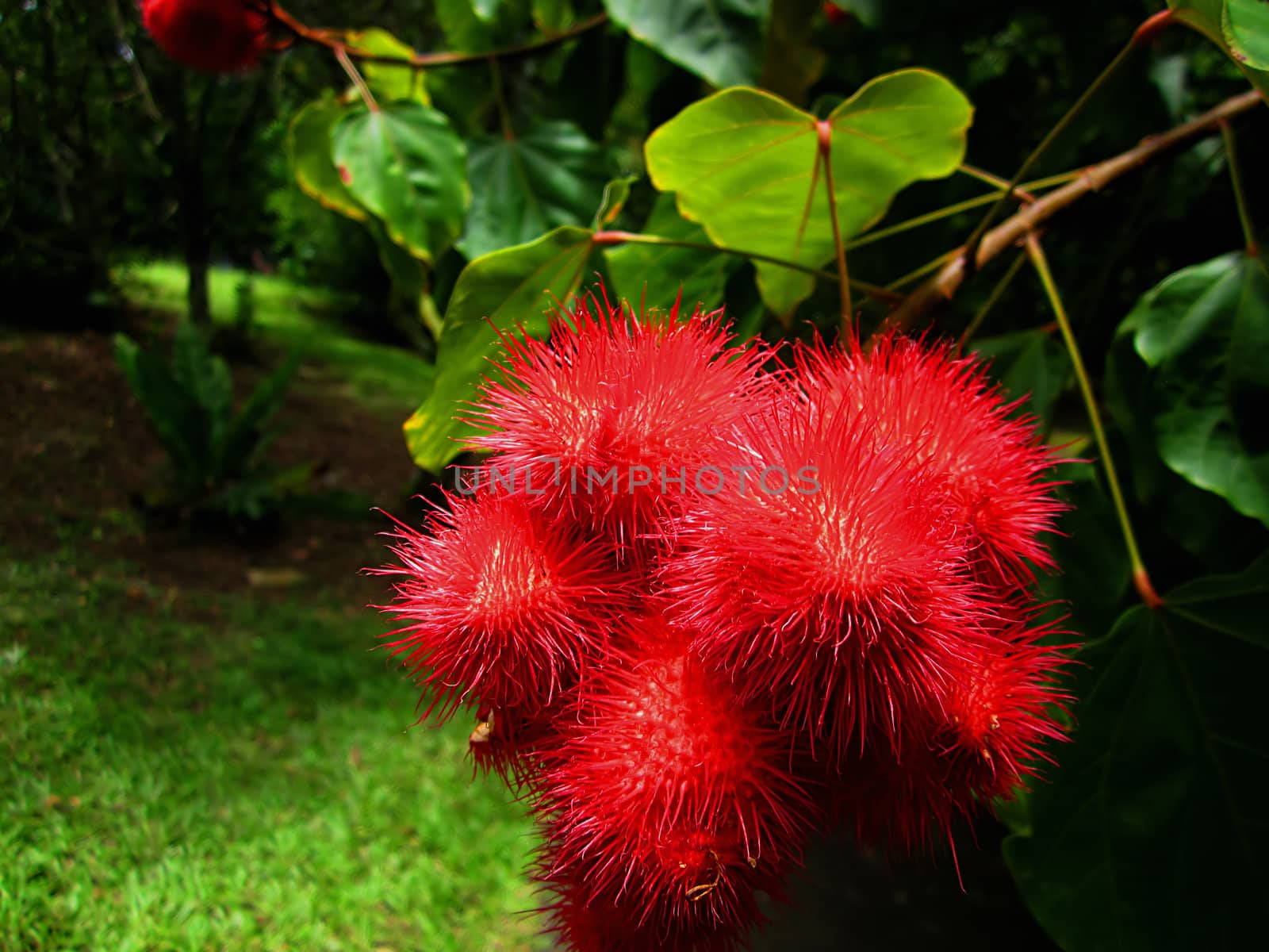 The Annatto (Latin Name: Bixa orellana) is a small tree native to South America.  It is known for its red seeds which are used as a colorant for food and cosmetics.