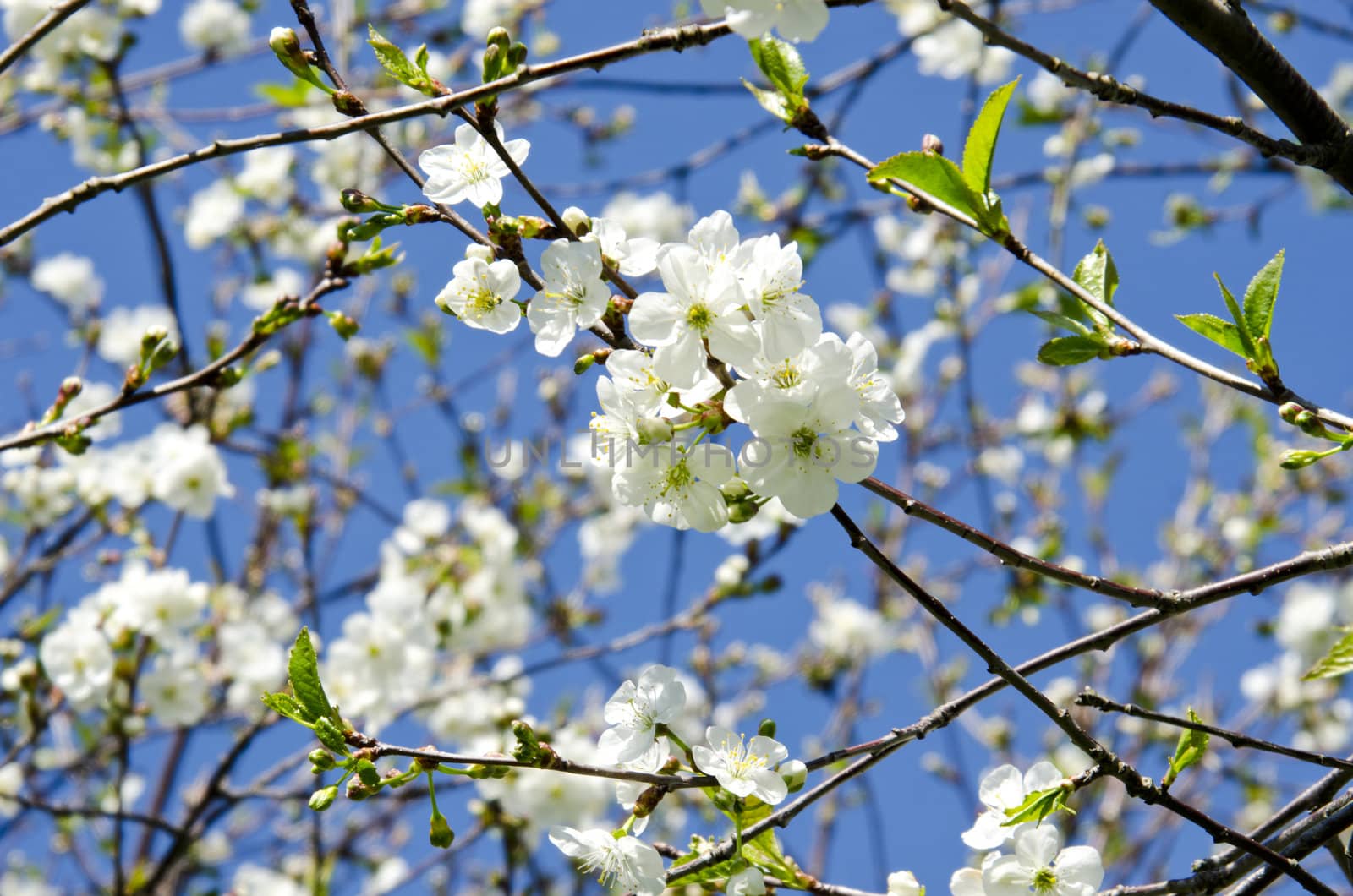 white blooming apple tree branches on background of blue sky. Natural spring beauty backdrop.