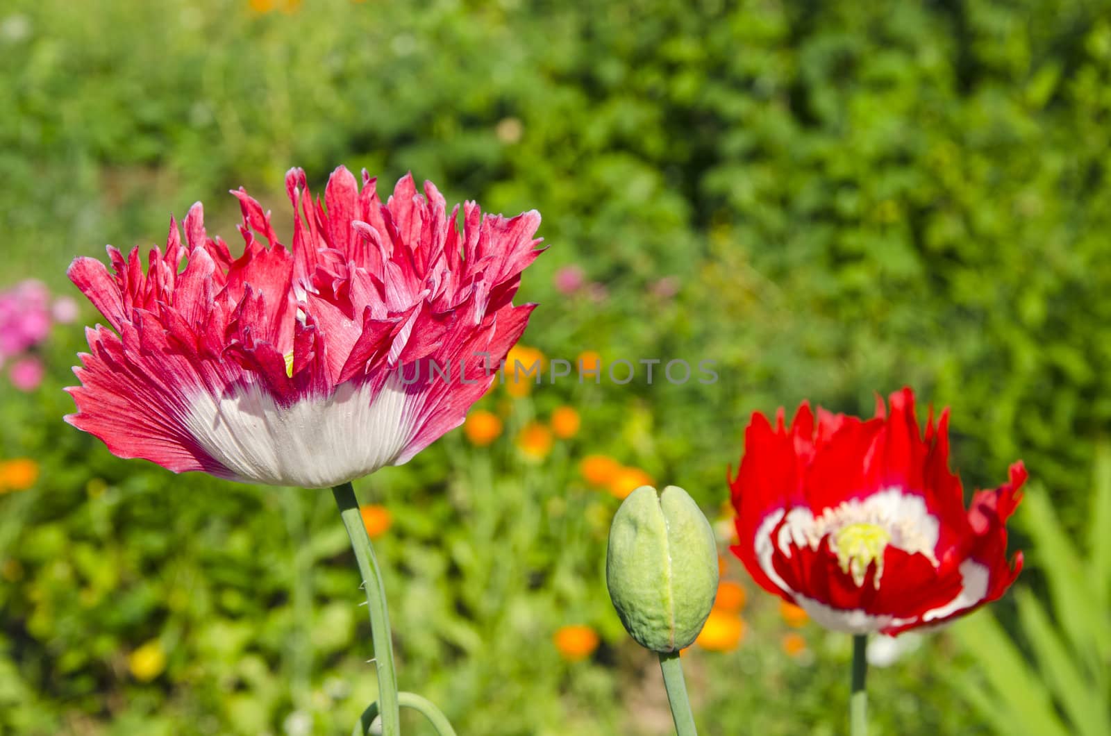 Spring blooming decorative poppy flowers and buds. Natural beauty background.