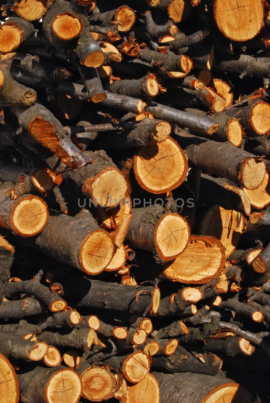 Heap of cut dry cherry branch firewood