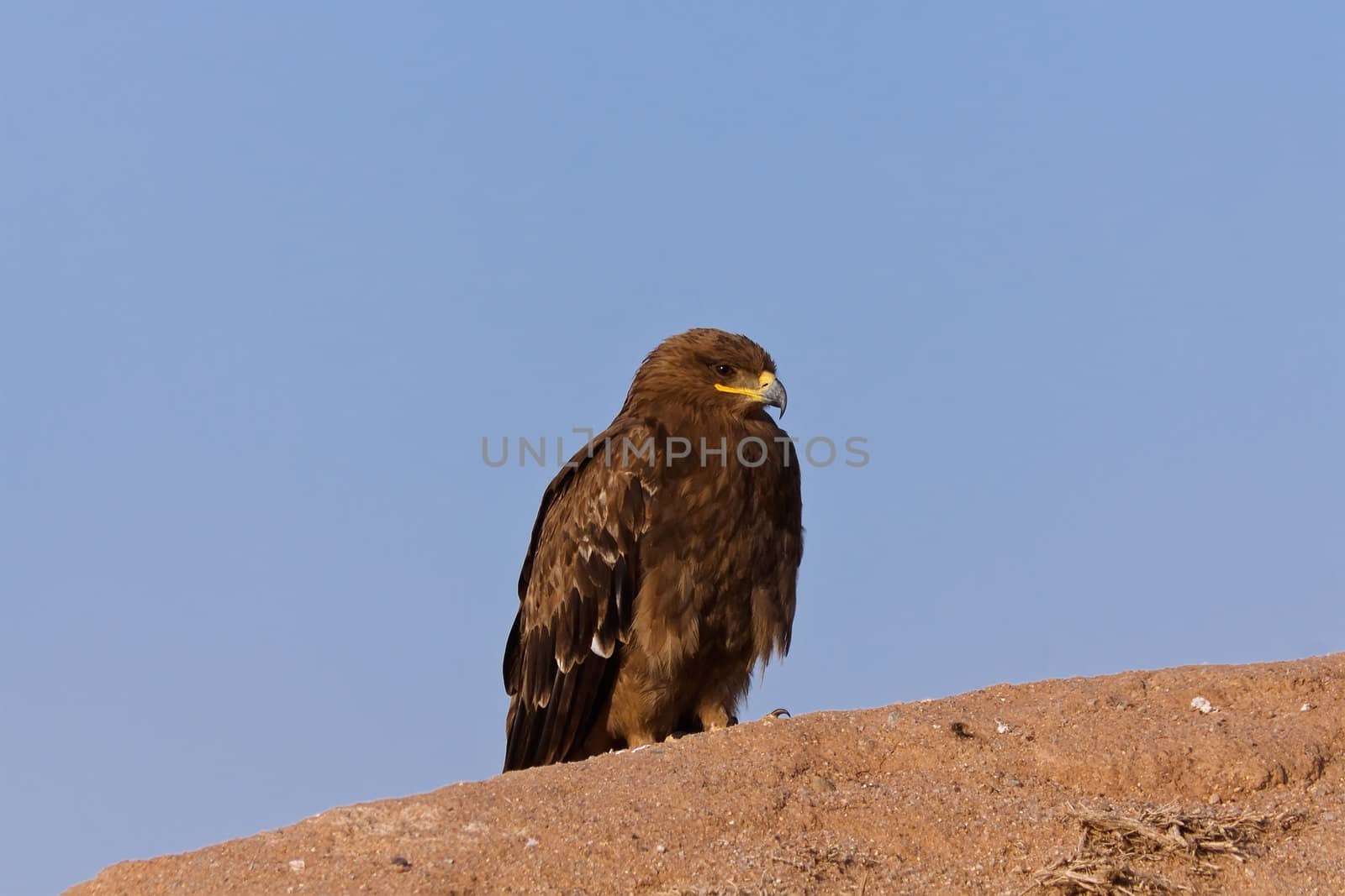 Uzbekistan, Steppe Eagle sitting on a top
